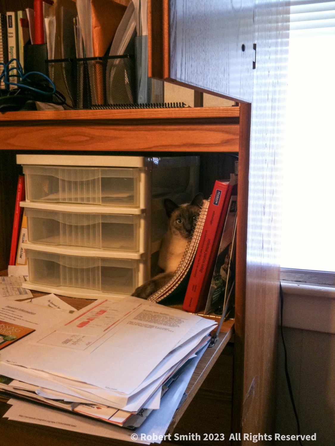 Desktop Kitty: Different Desk, Same Cat