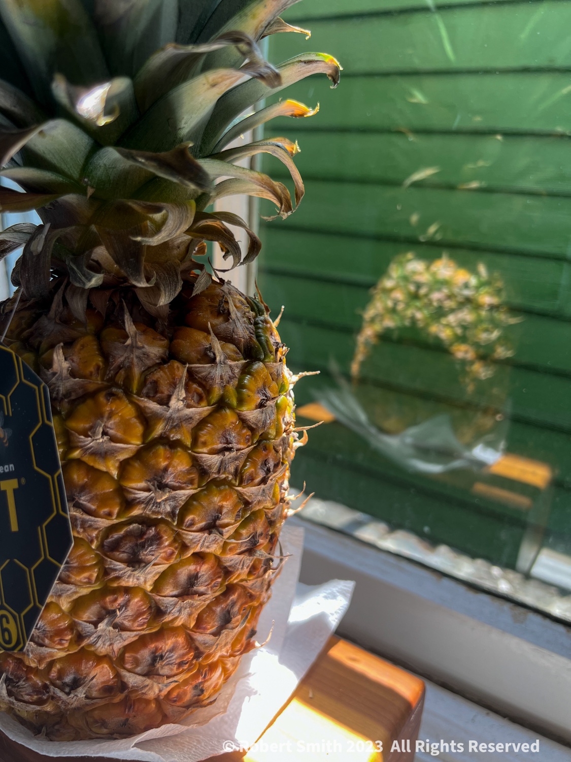 Pineapples Where?
