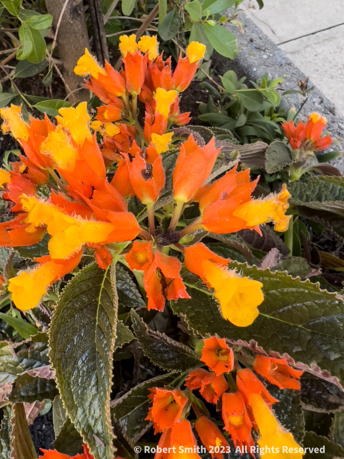 Your Flowers by Day, Week 42: