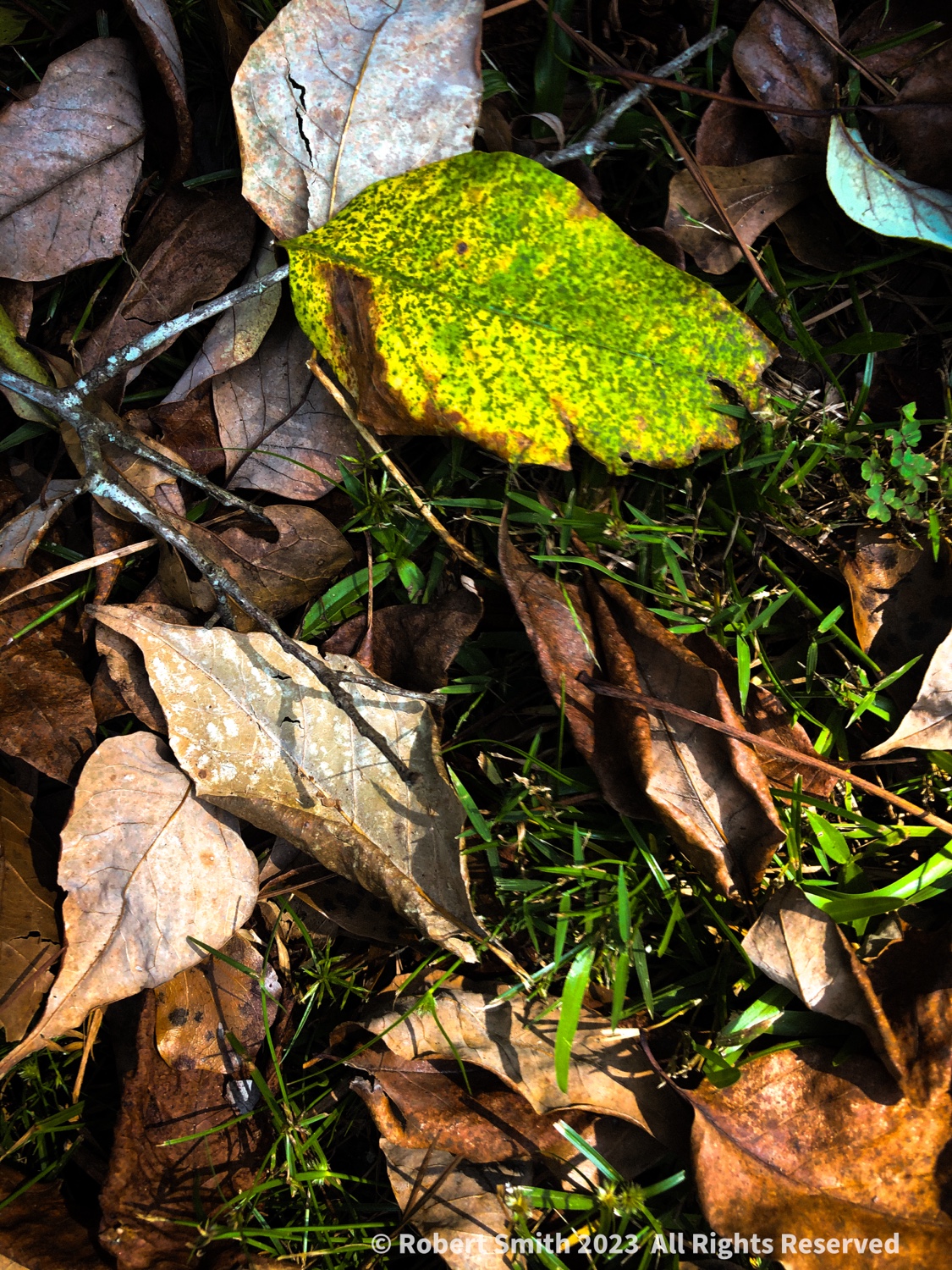 Leaves of Autumn Series: Not all Brown