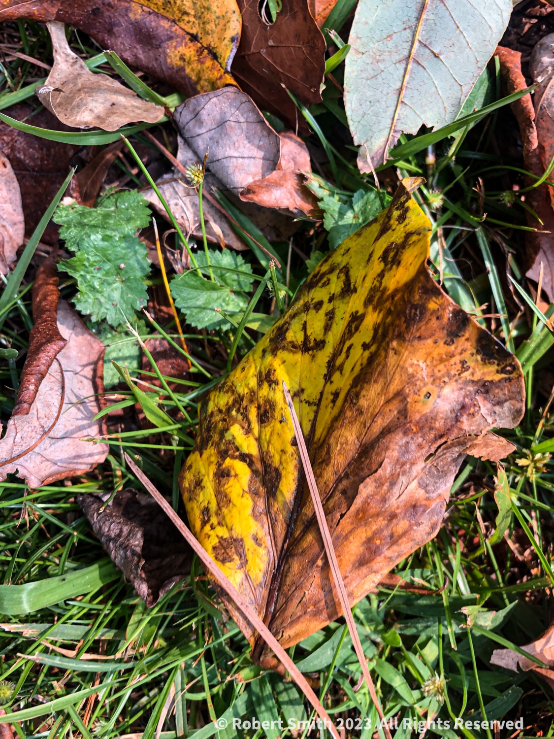Leaves of Autumn Series: Who Invited Pine Needles?