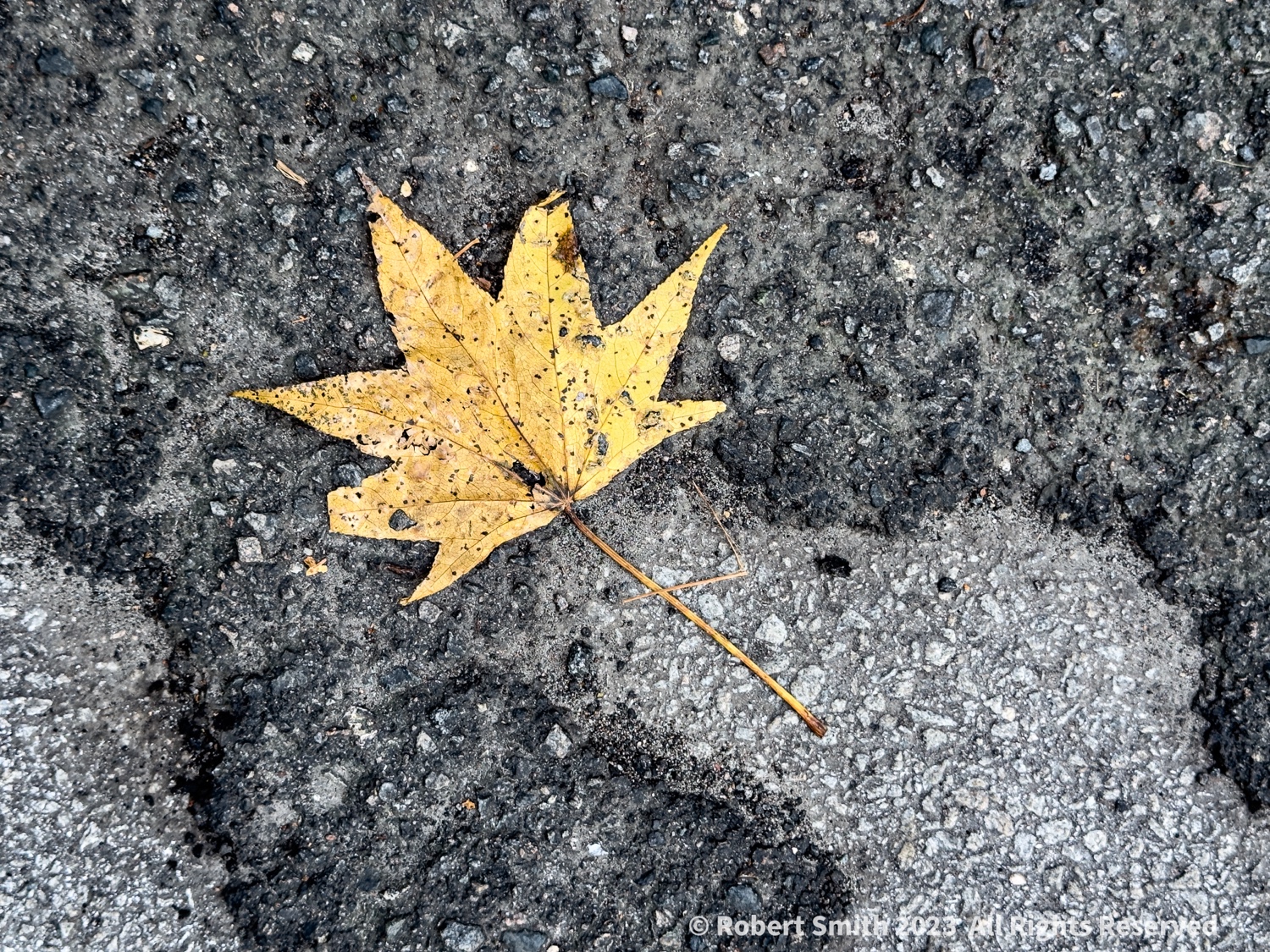 Leaves of Autumn Series: One Leaf Falls at a Time