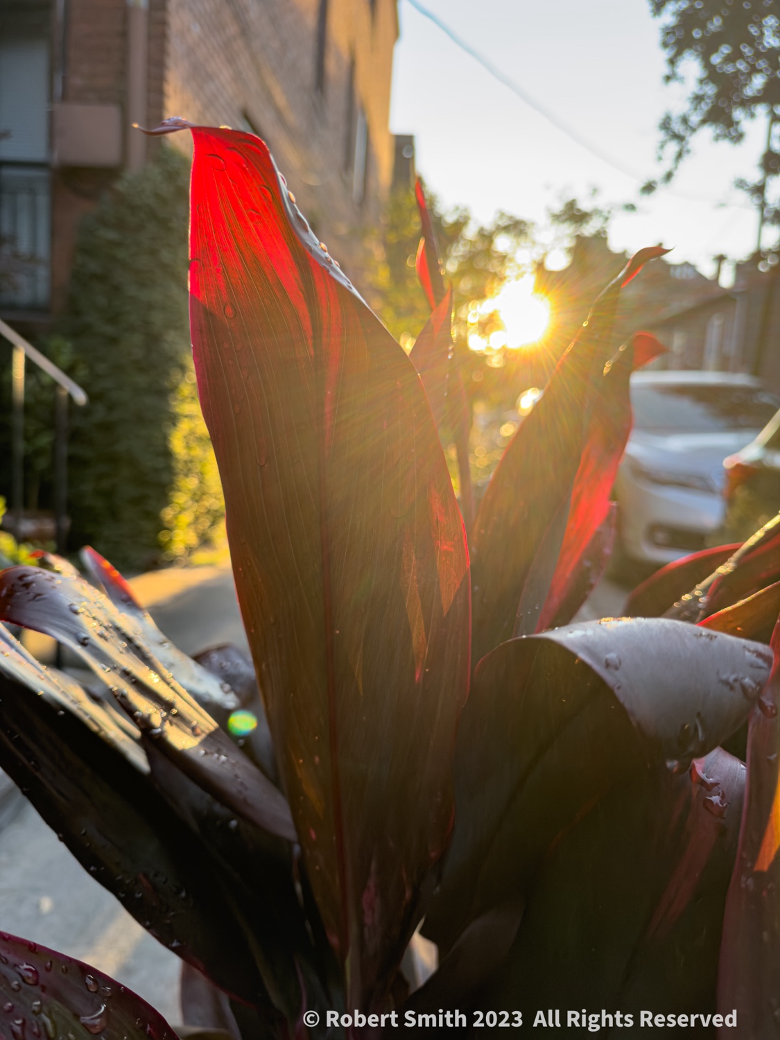 Your Flowers by Day, Week 44: