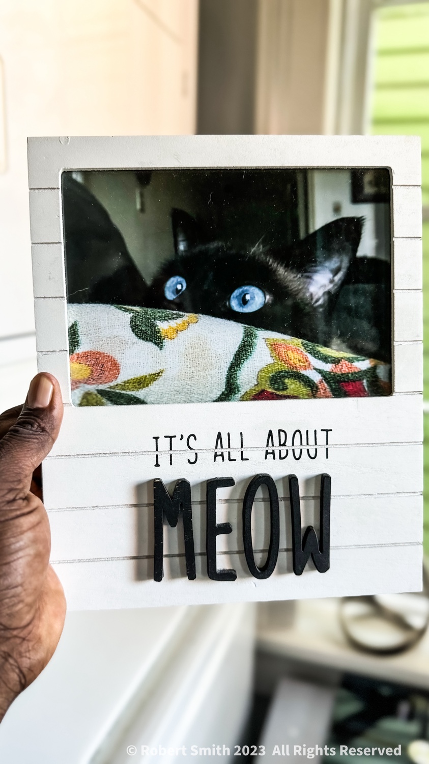 Desktop Kitty: It’s all About Meow