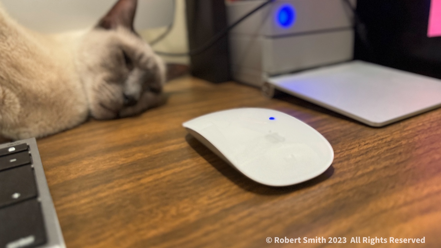 Desktop Kitty: Cat and Mouse