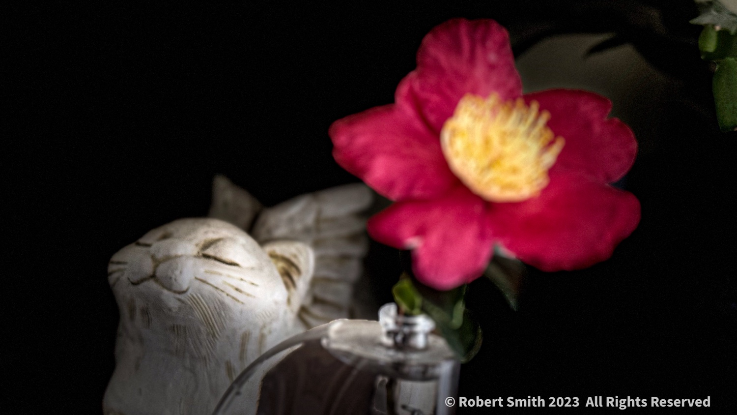 Camellia and Cat