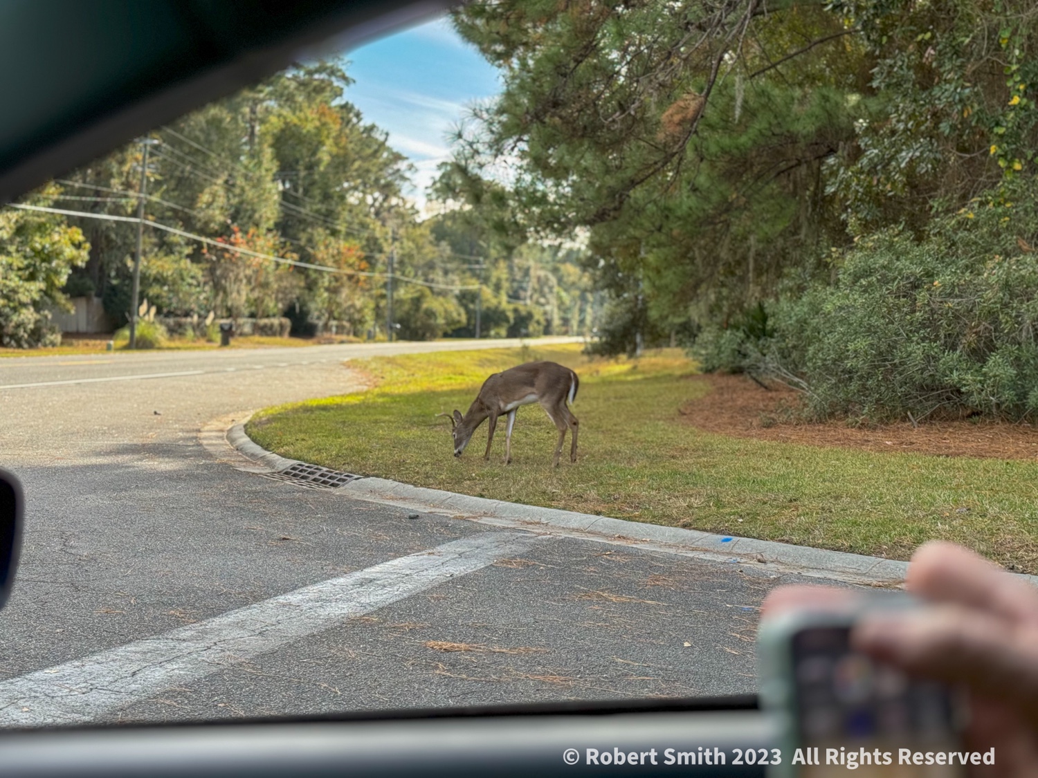 Wildlife: Oh Deer! It’s Thanksgiving