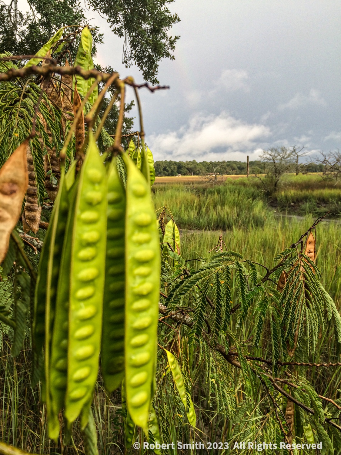 Wordless Wednesday: Hanging out by the Marsh