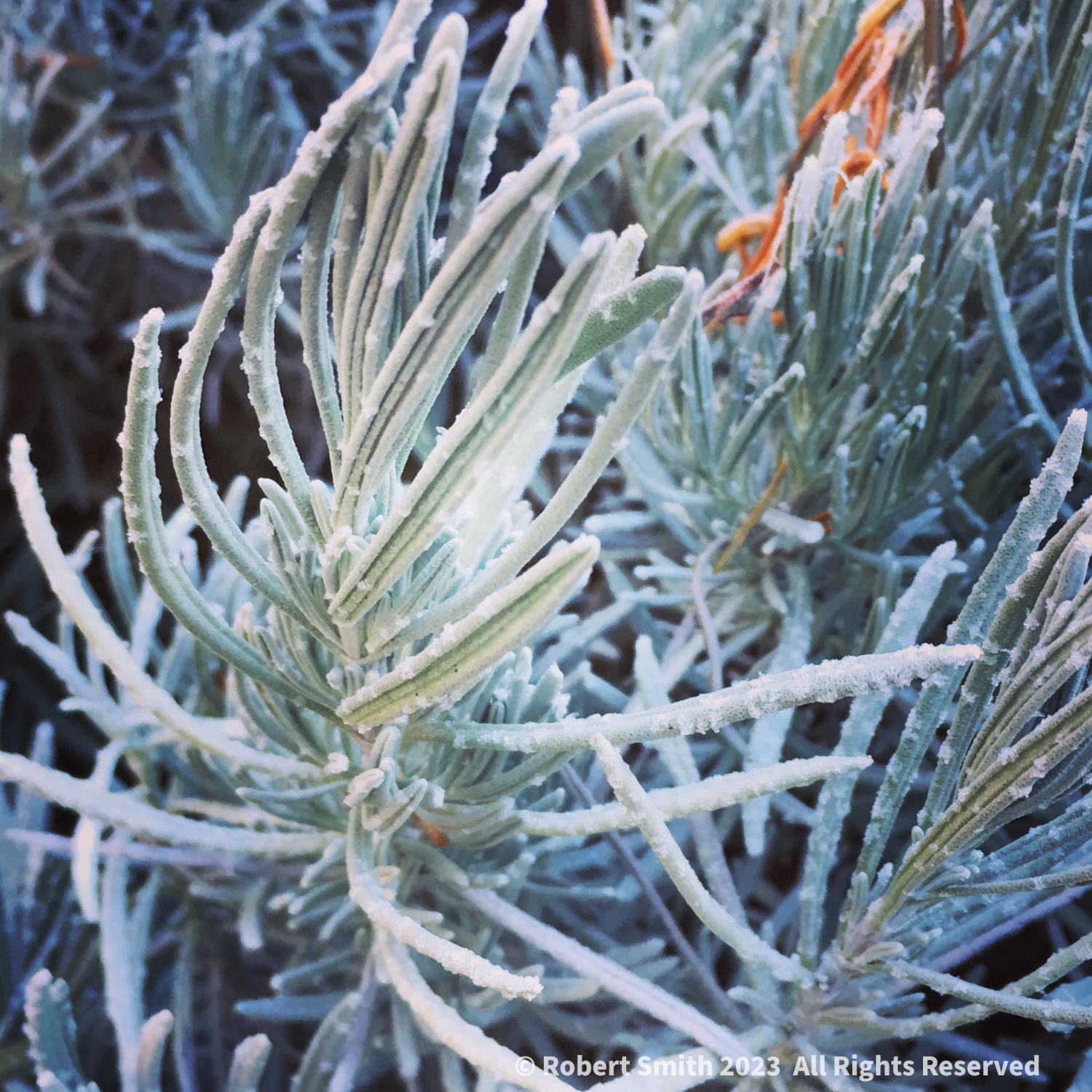 Jack Frost was Here, Christmas Photo Challenge #7