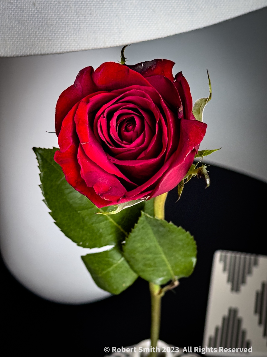 December Rose