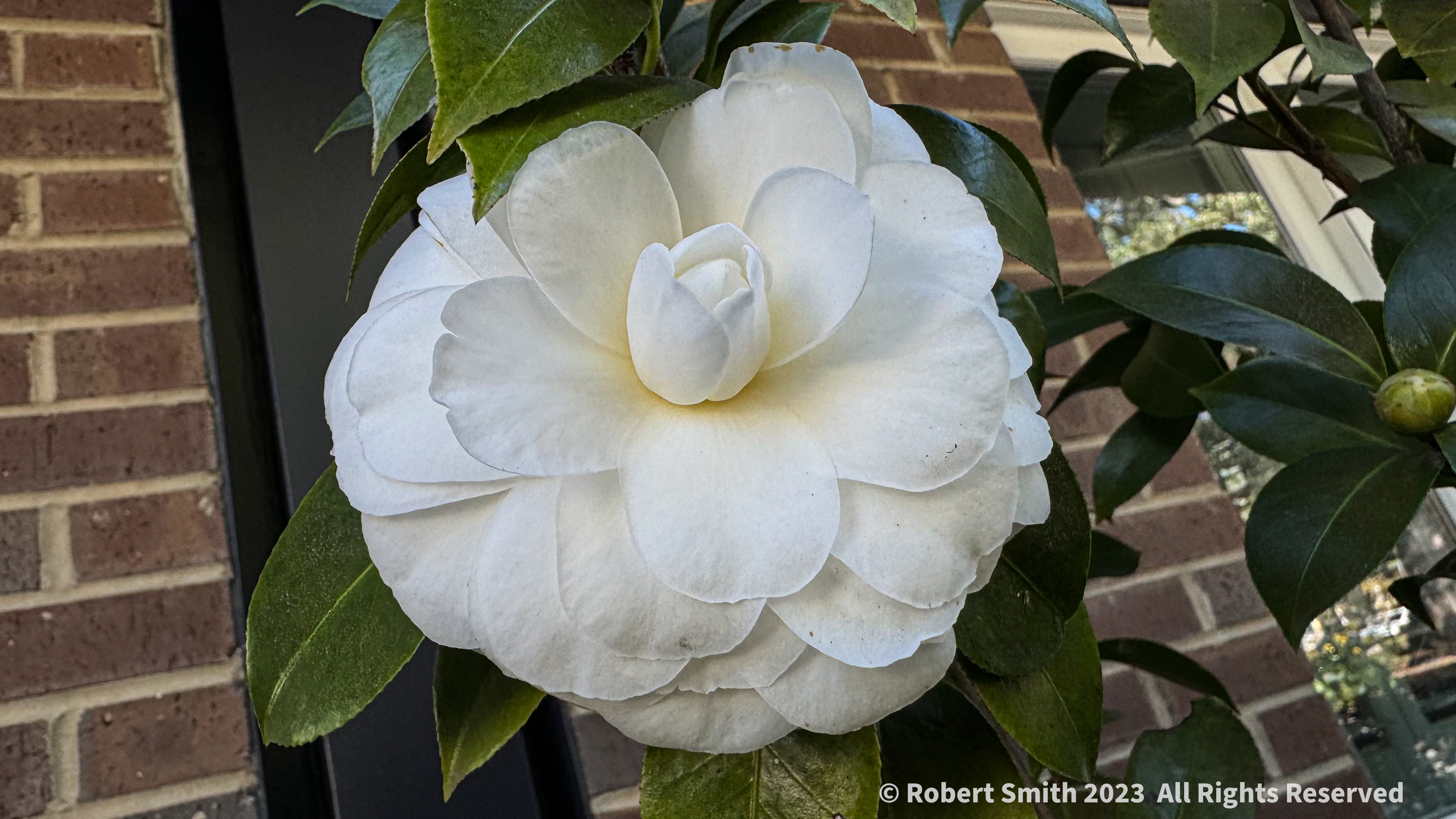 Your Flowers by Day, Week 47: