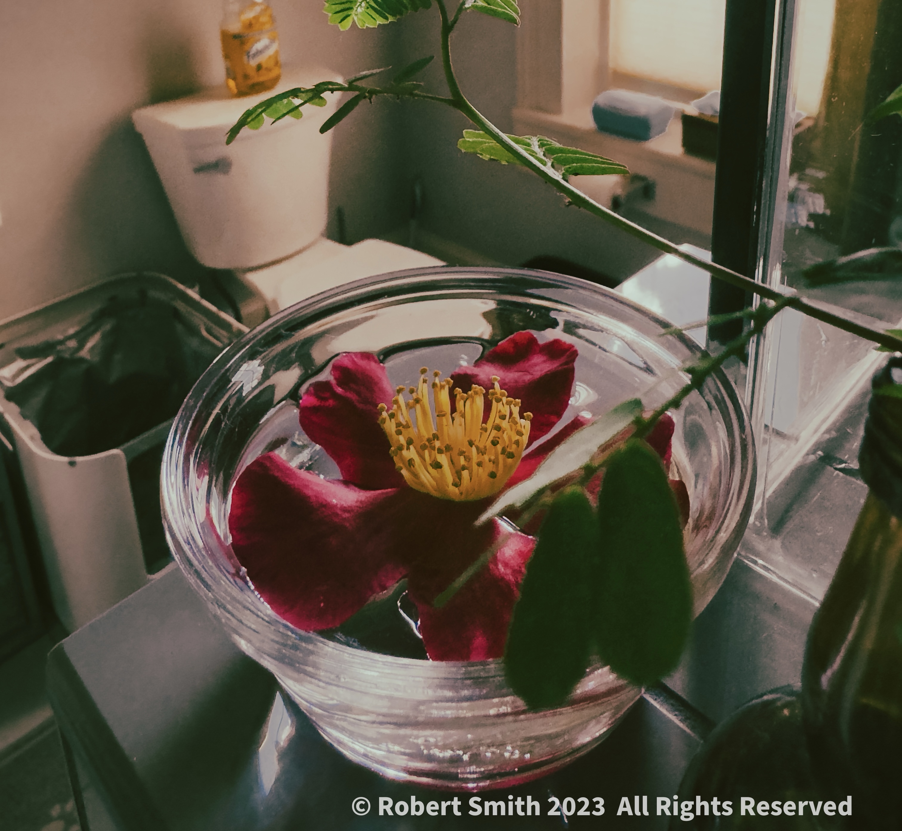 Sunday Flowers: New Year Eve’s Camellia