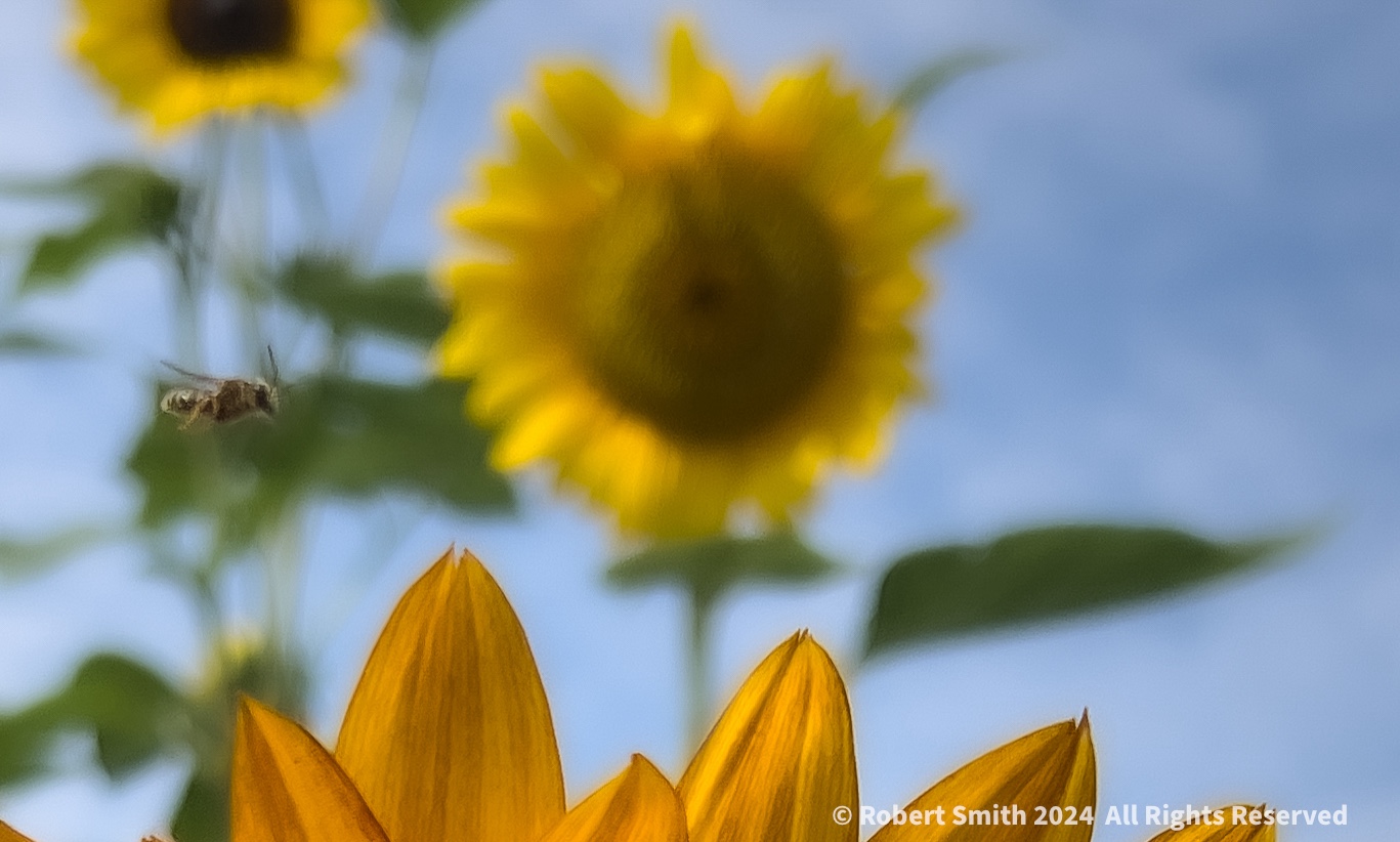 Wordless Wednesday: “Bee”-ing Close to See a Bee