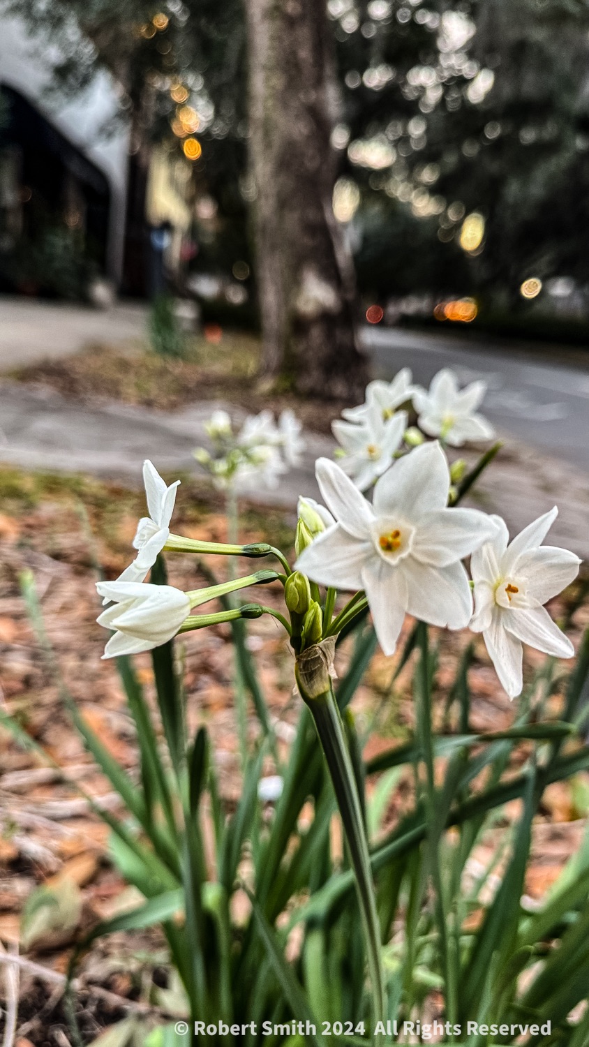 Your Flowers by Day 2024, Week 2: