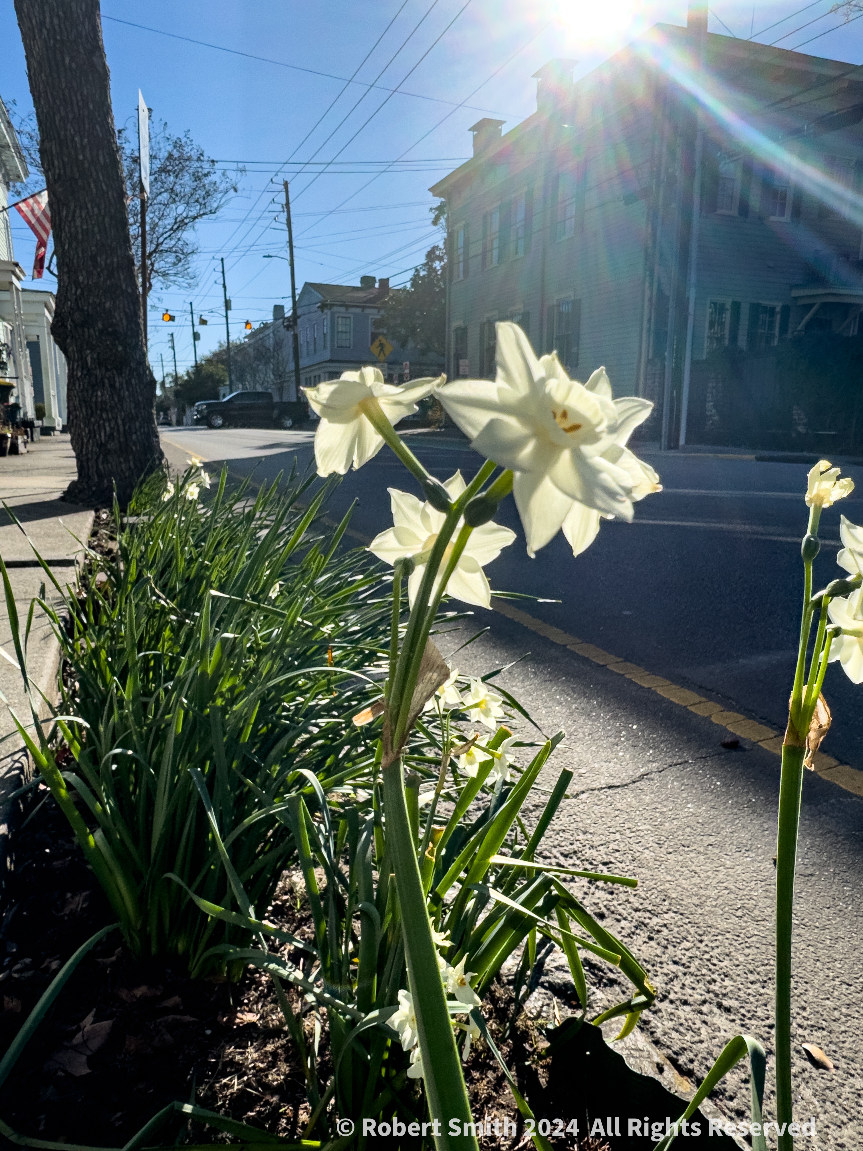 Your Flowers by Day 2024, Week 4: