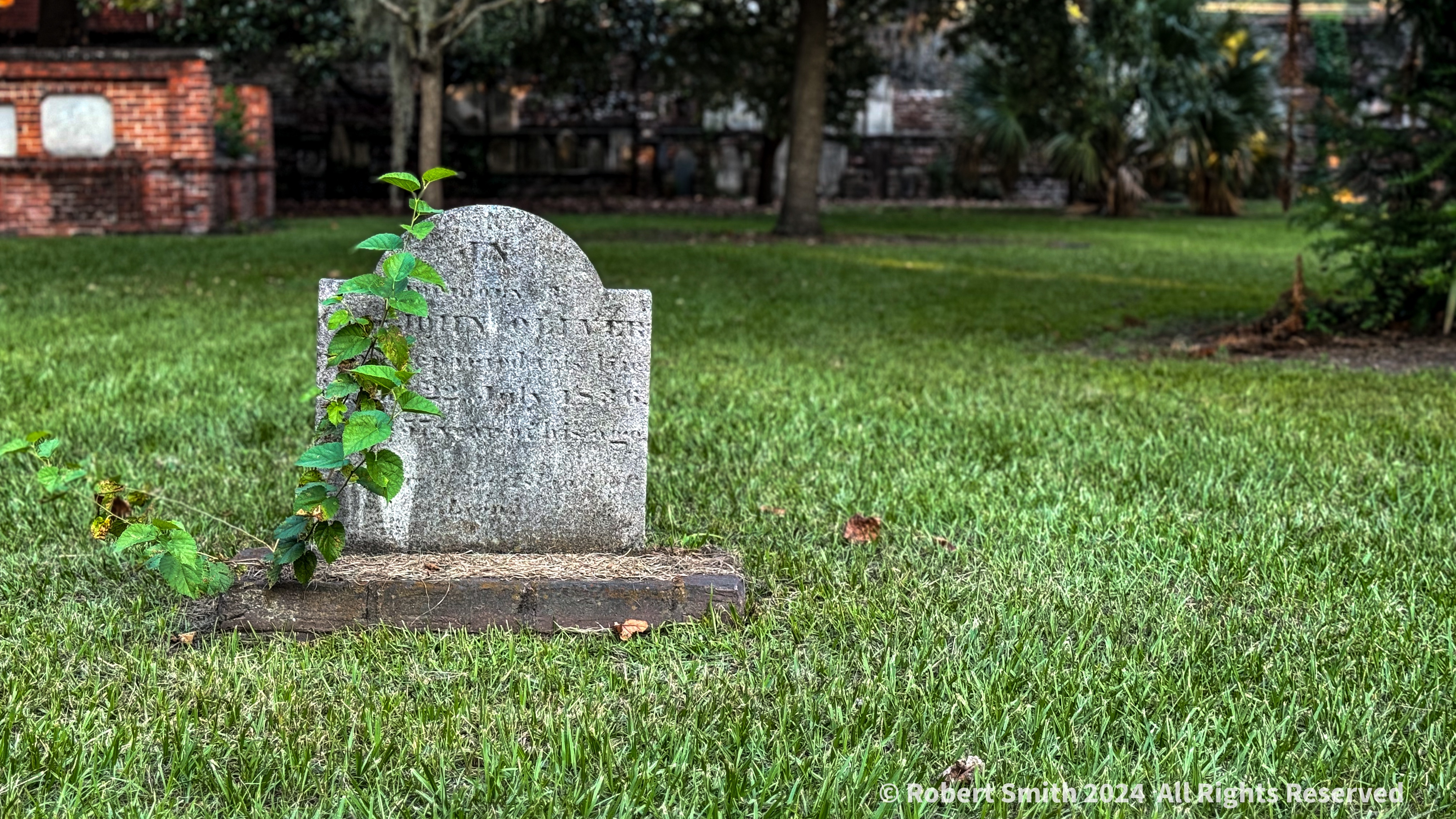Silent Sunday: New Life in a Cemetery