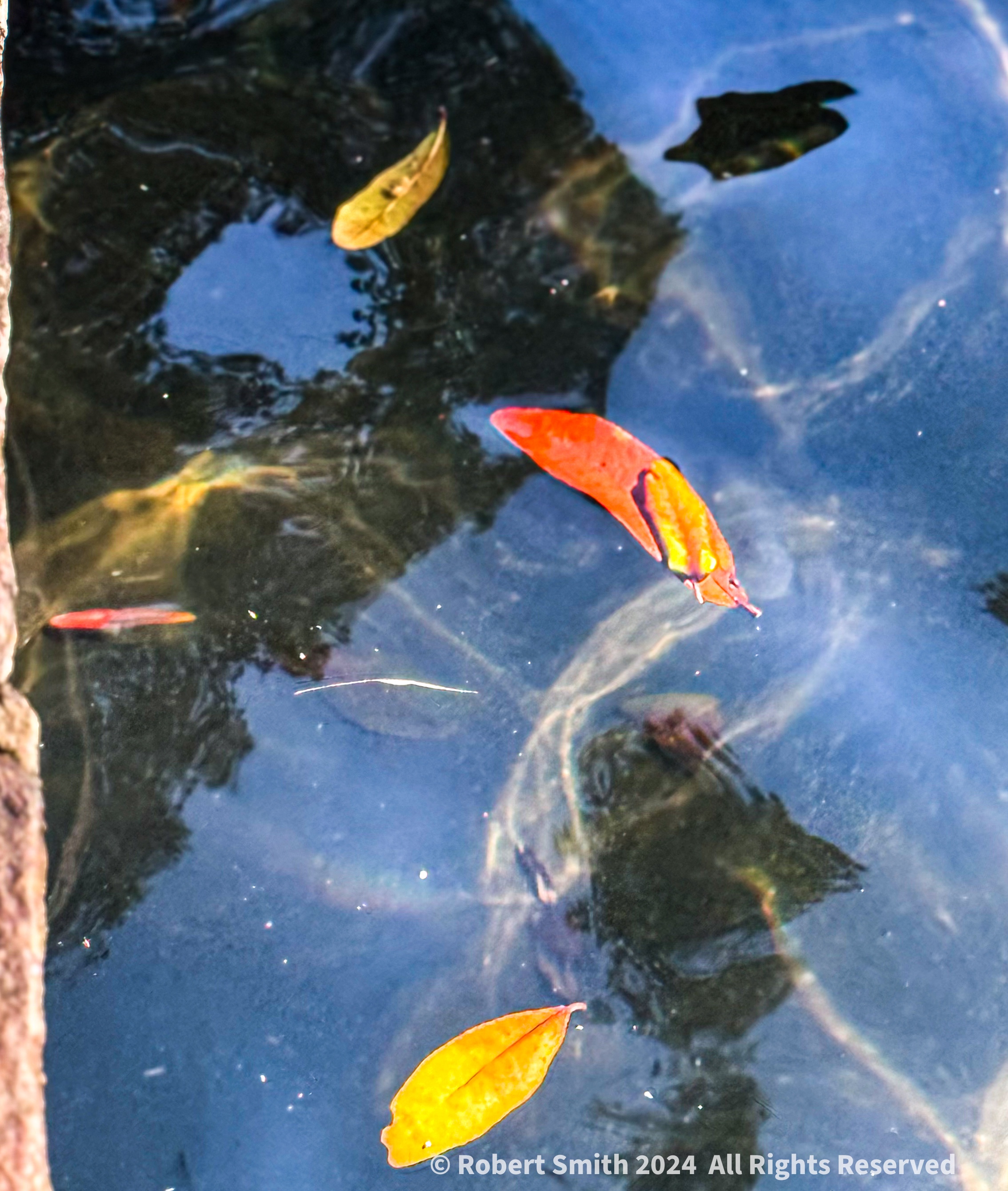 Leaves and Reflections in The Wormsloe Fountain
