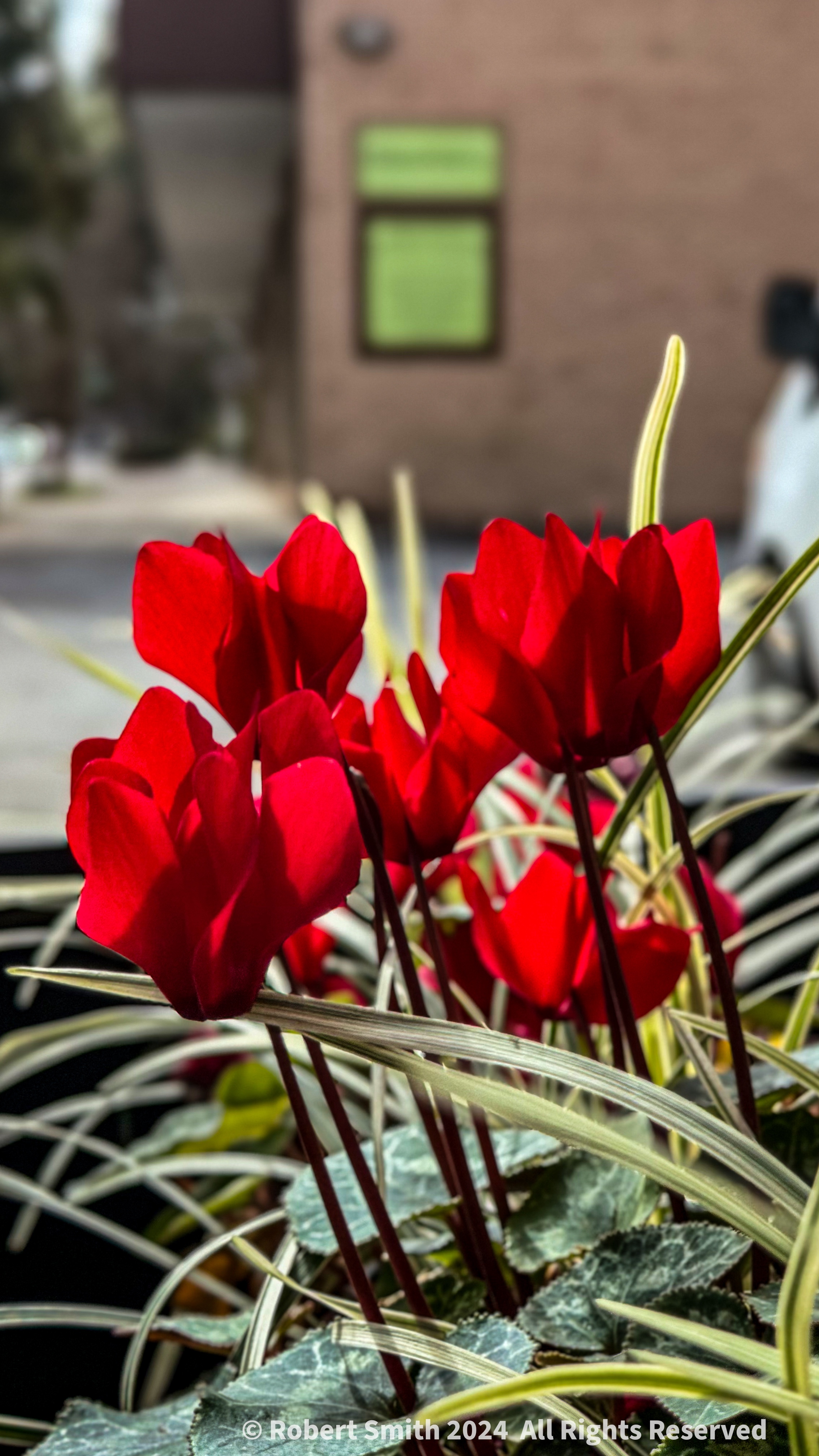 Friday Flowers: Curbside Cyclamen