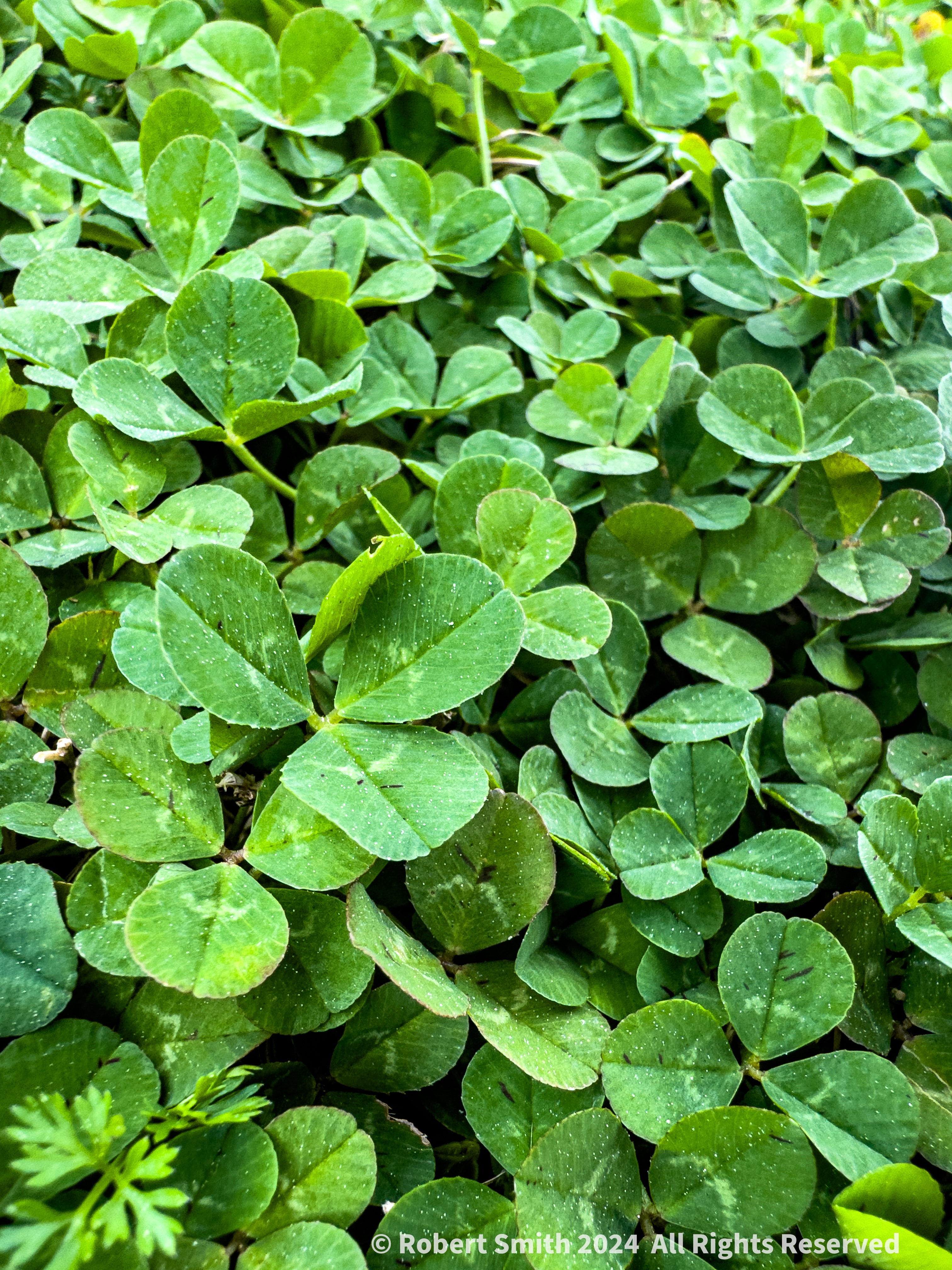 Your Flowers by Day 2024, Week 6: