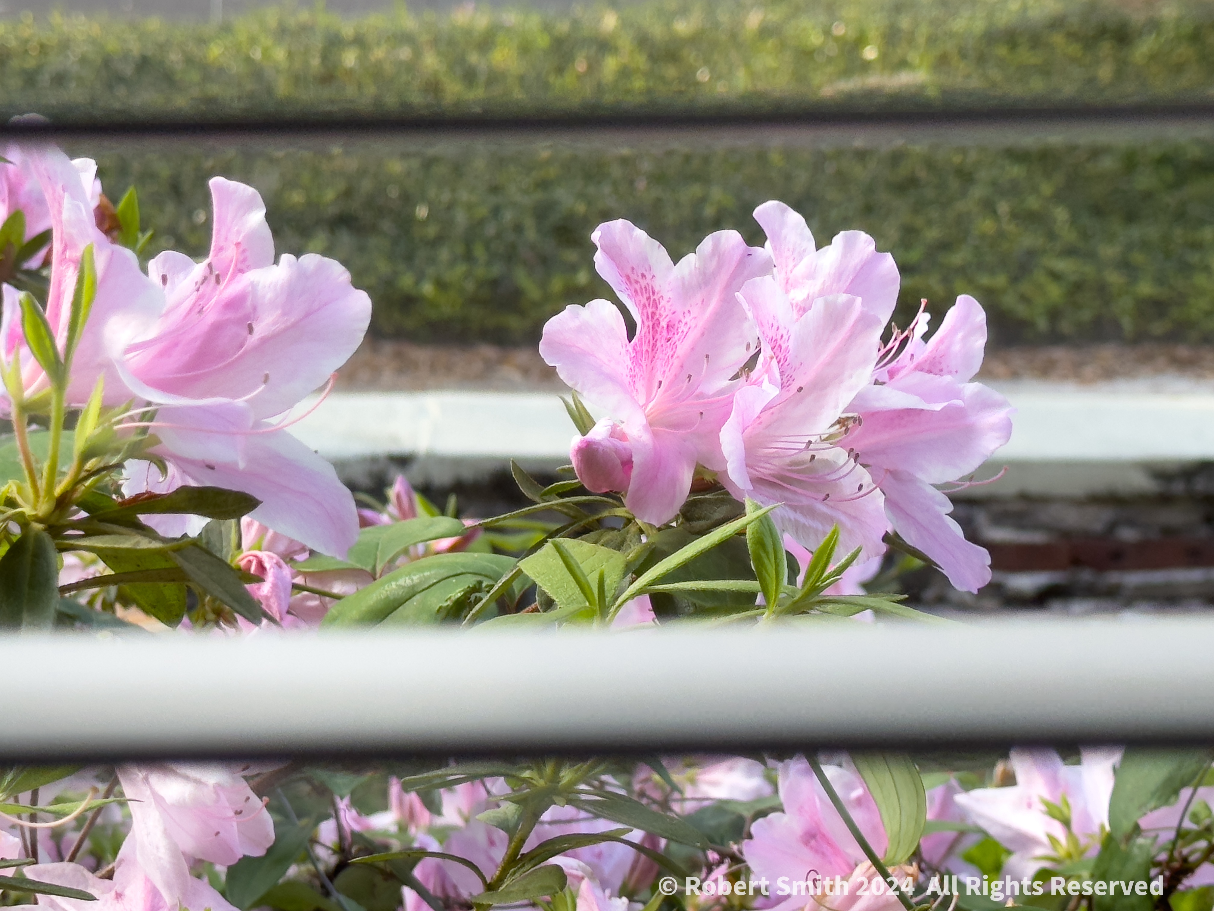 Azaleas through the Blinds