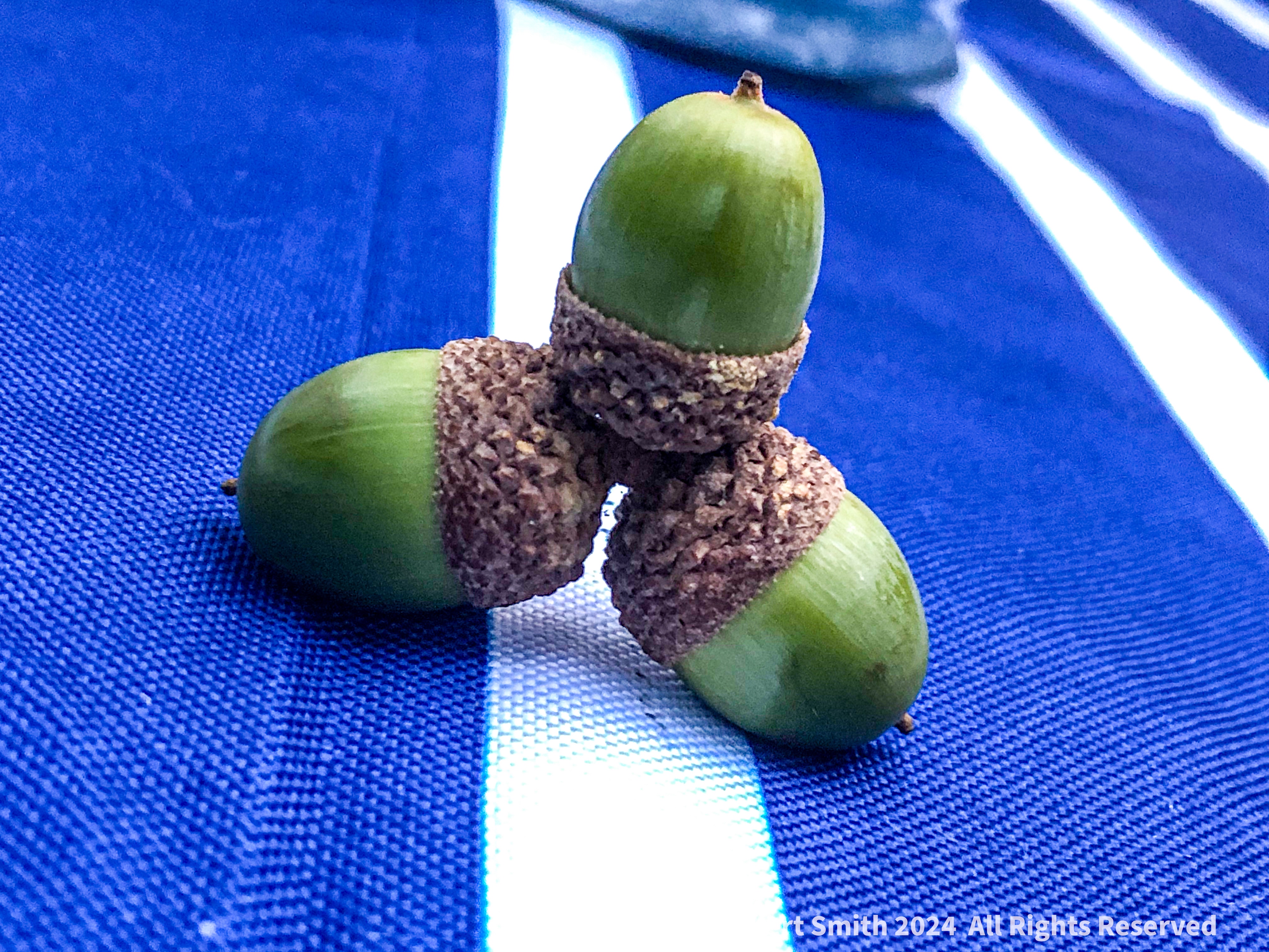 A Trio of Acorns