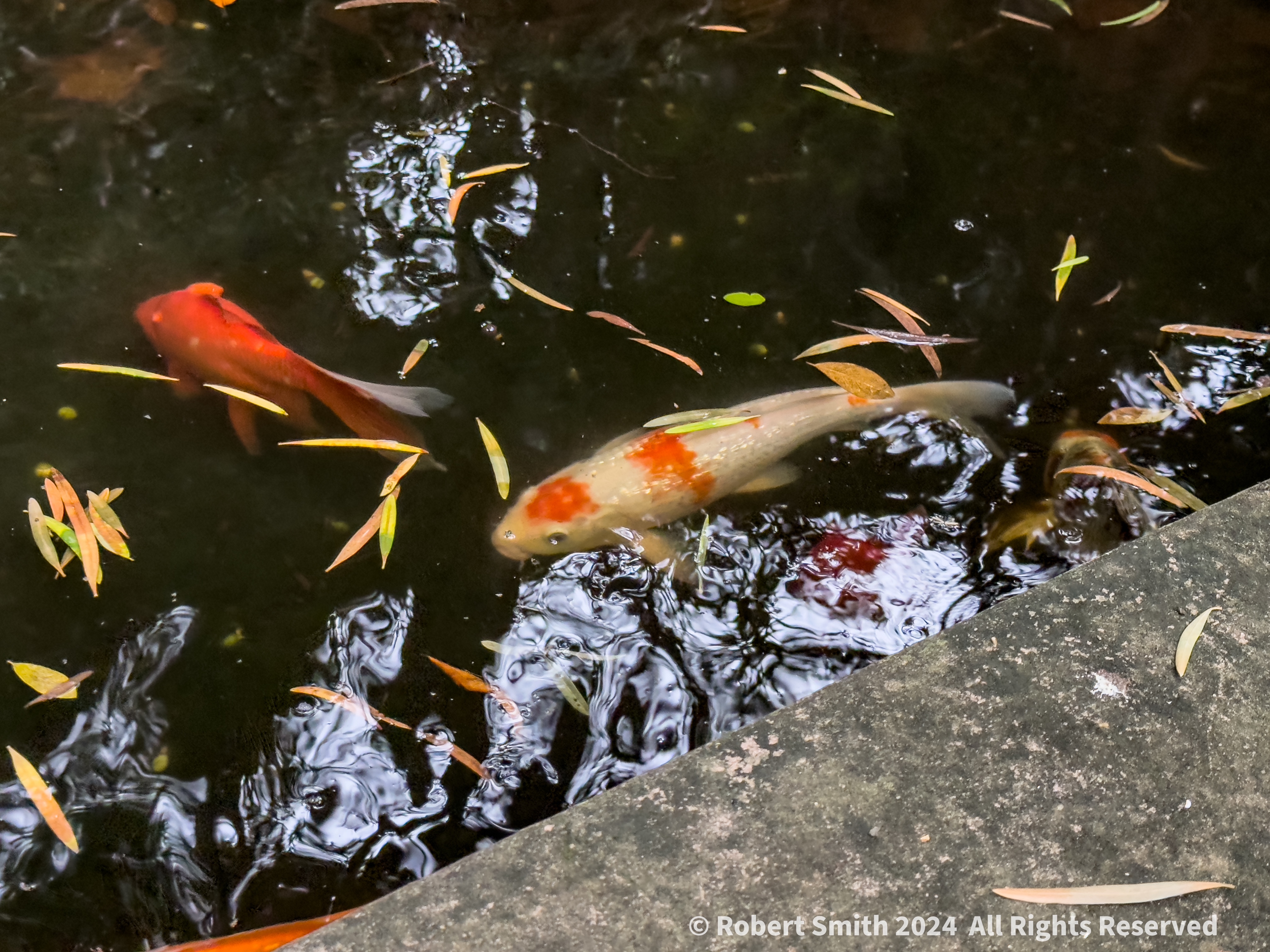 Wordless Wednesday: Pond and Leaves