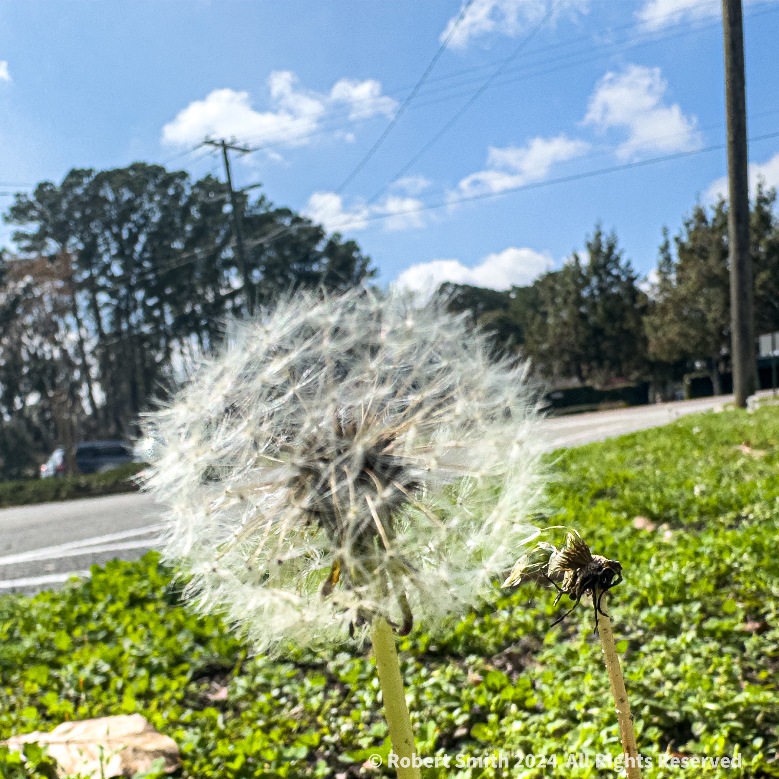 Your Flowers by Day 2024, Week 8: