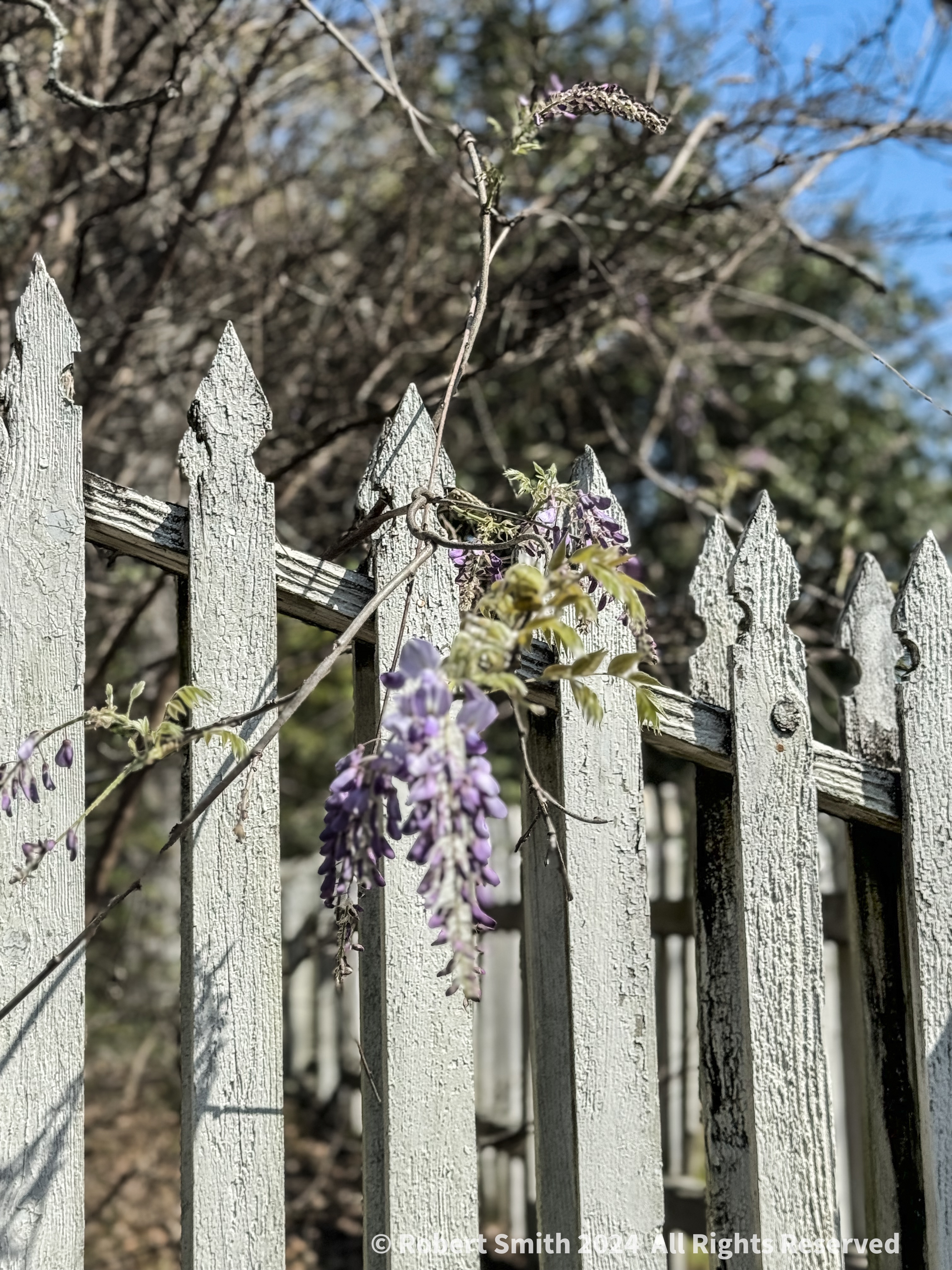 Your Flowers by Day 2024, Week 9: