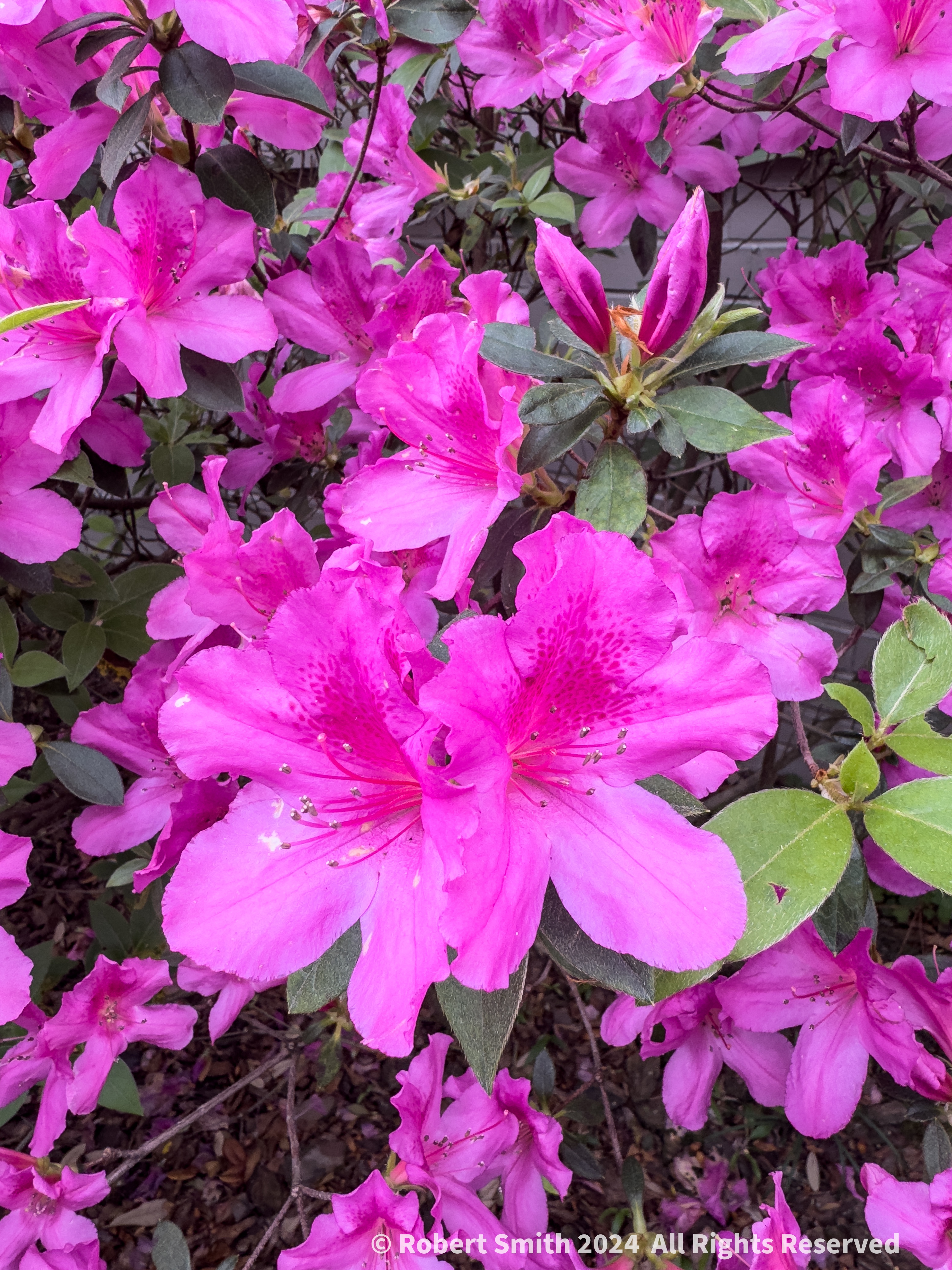 Jacksonville’s Riverside Azaleas Walk