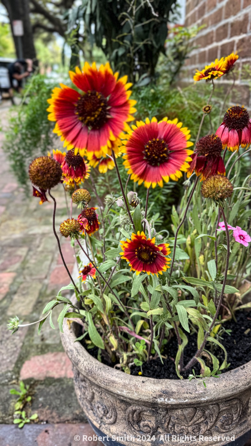 Planting Wildflowers Again.
