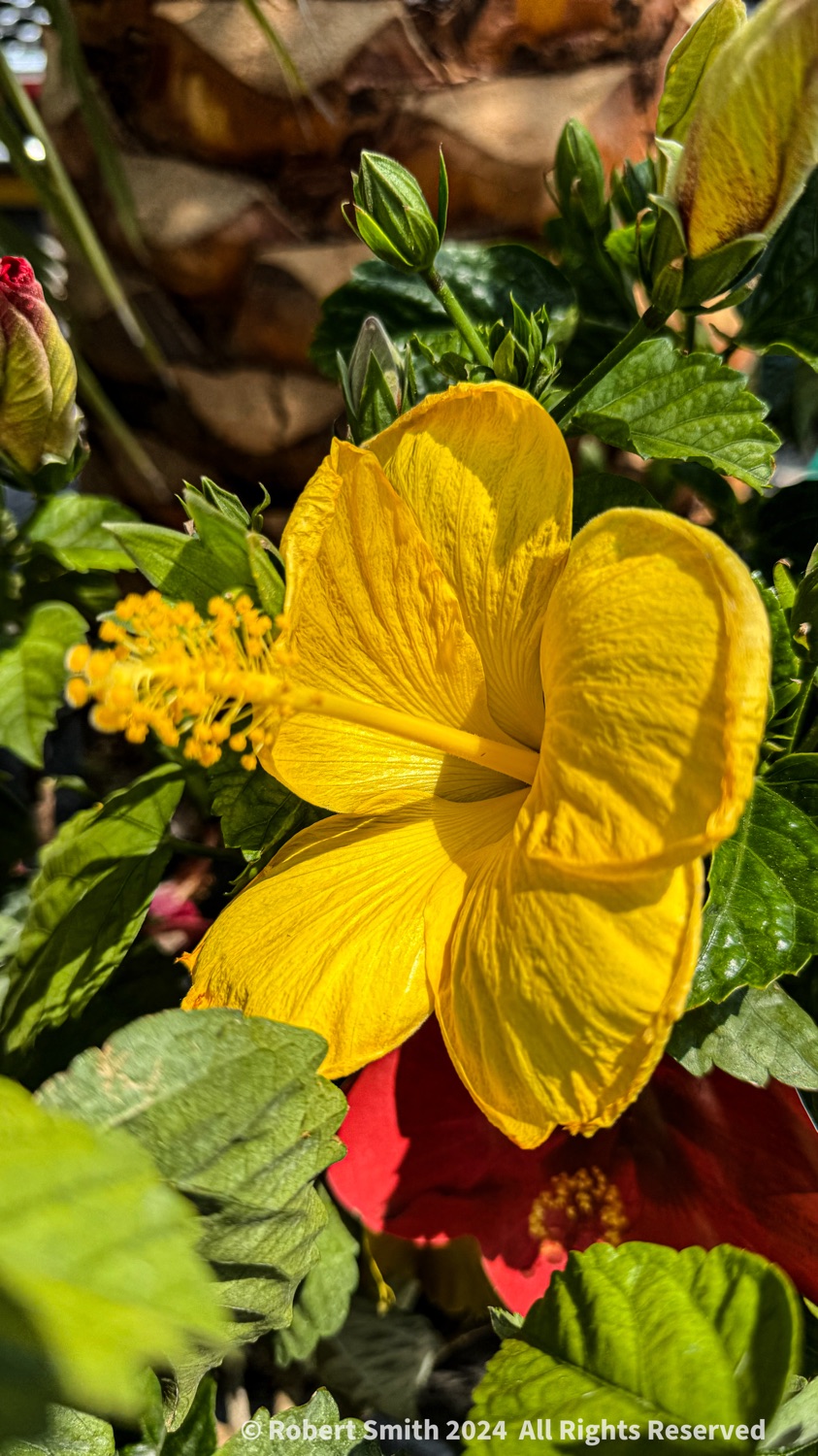 Friday Flowers: Hibiscus Amóre