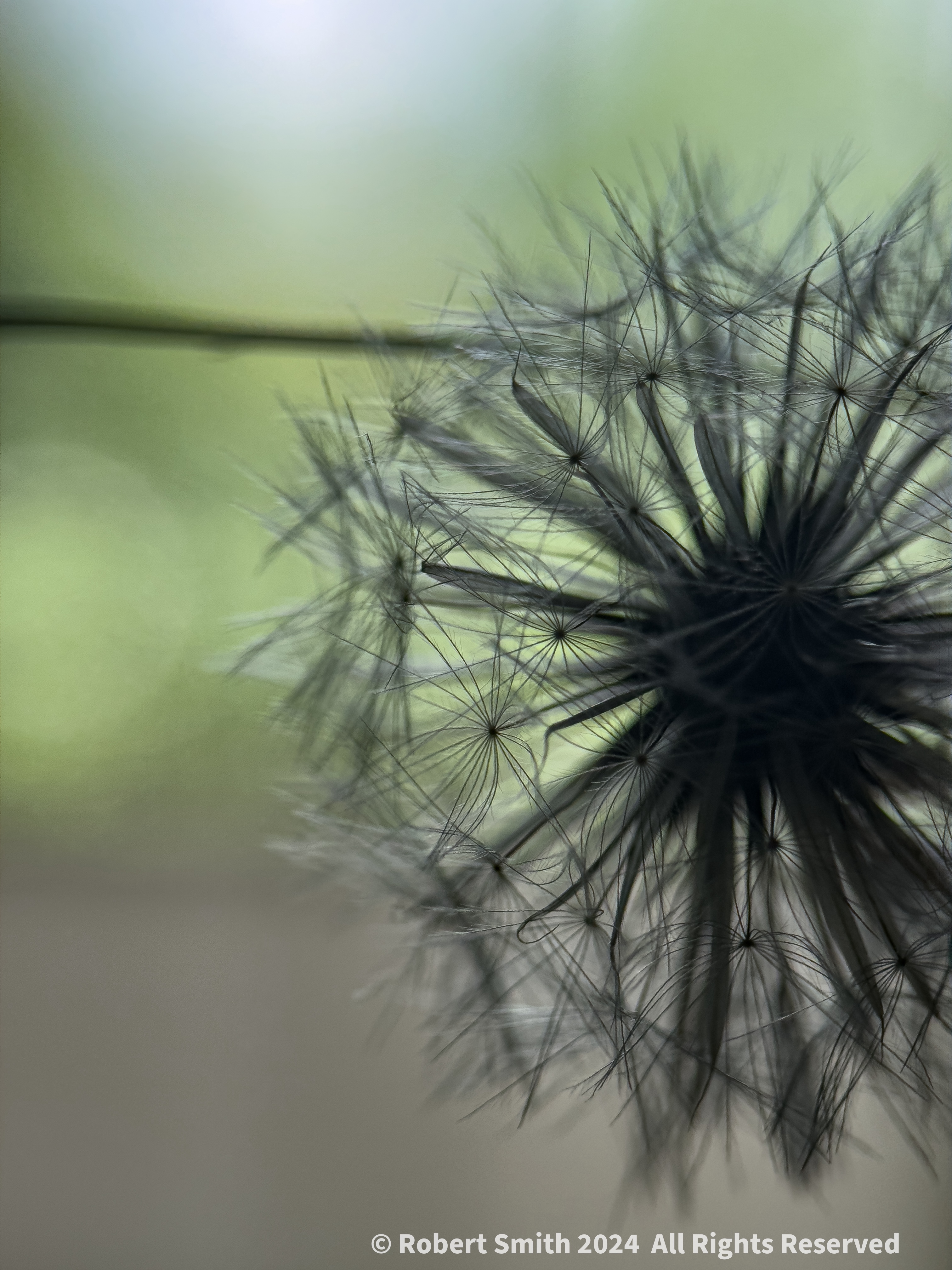 The Moment Macro: Delicate Dandelion