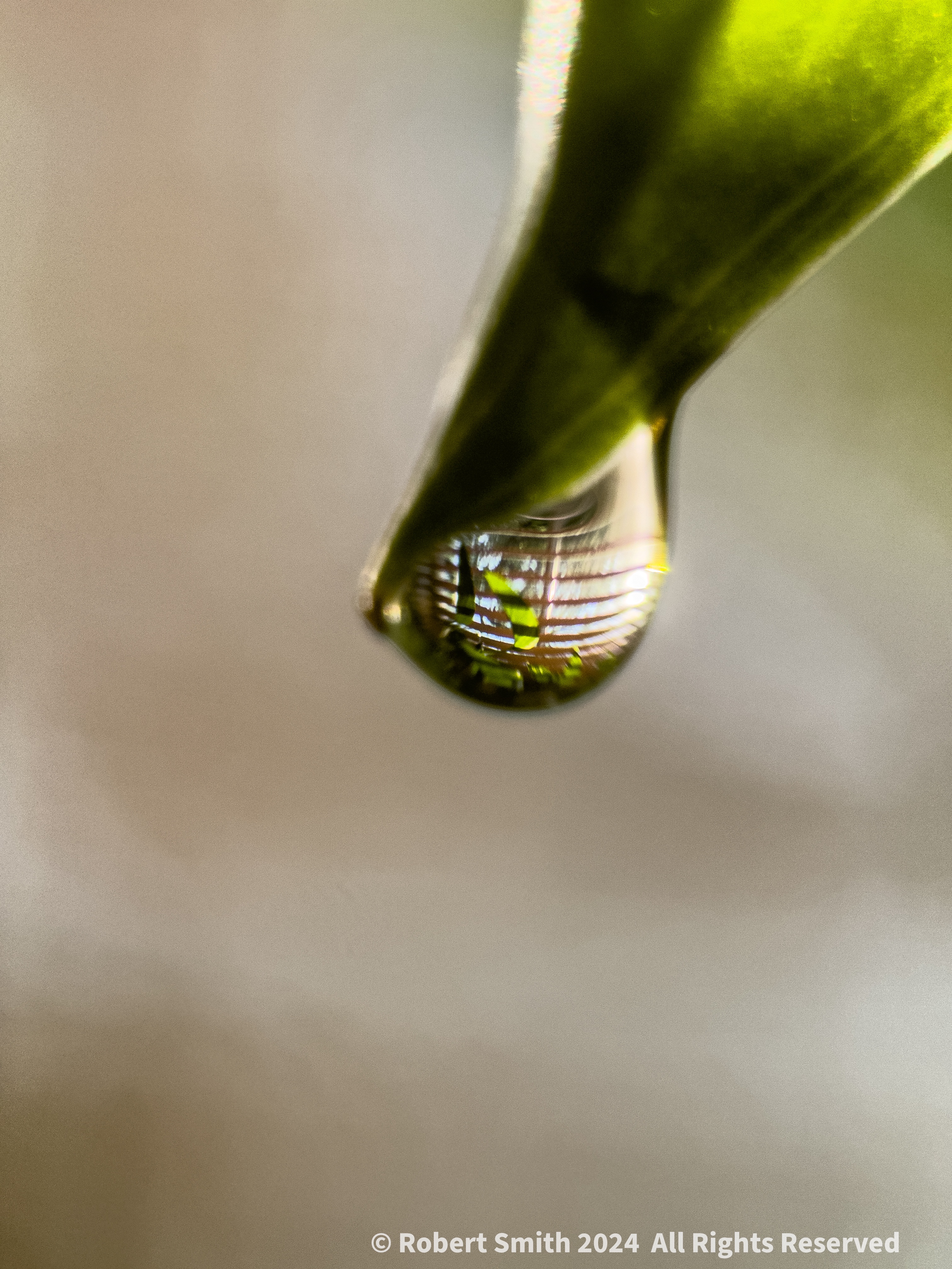 The Moment Macro: Reflection in a Drop