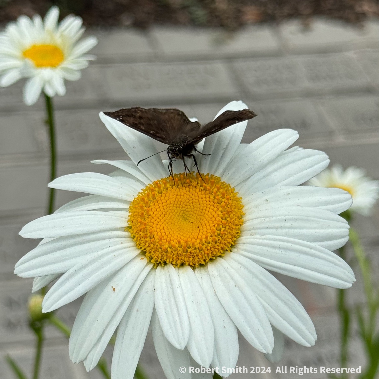 Like Moth to a Daisy
