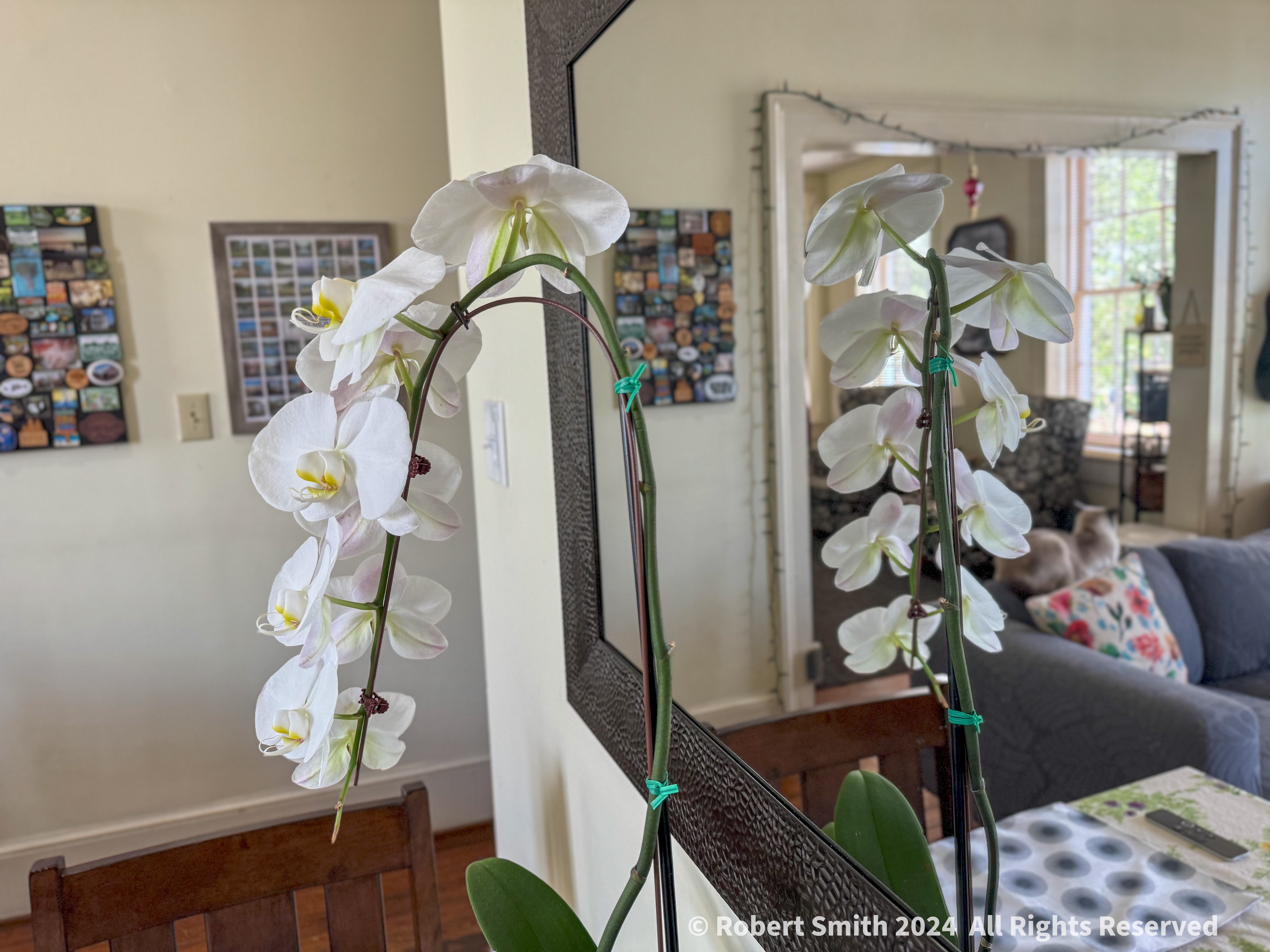 Sunday Flowers: Orchid and Mirror