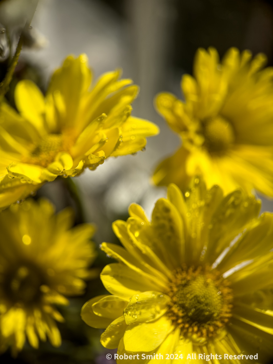 The Moment Macro: A Drop on Yellow