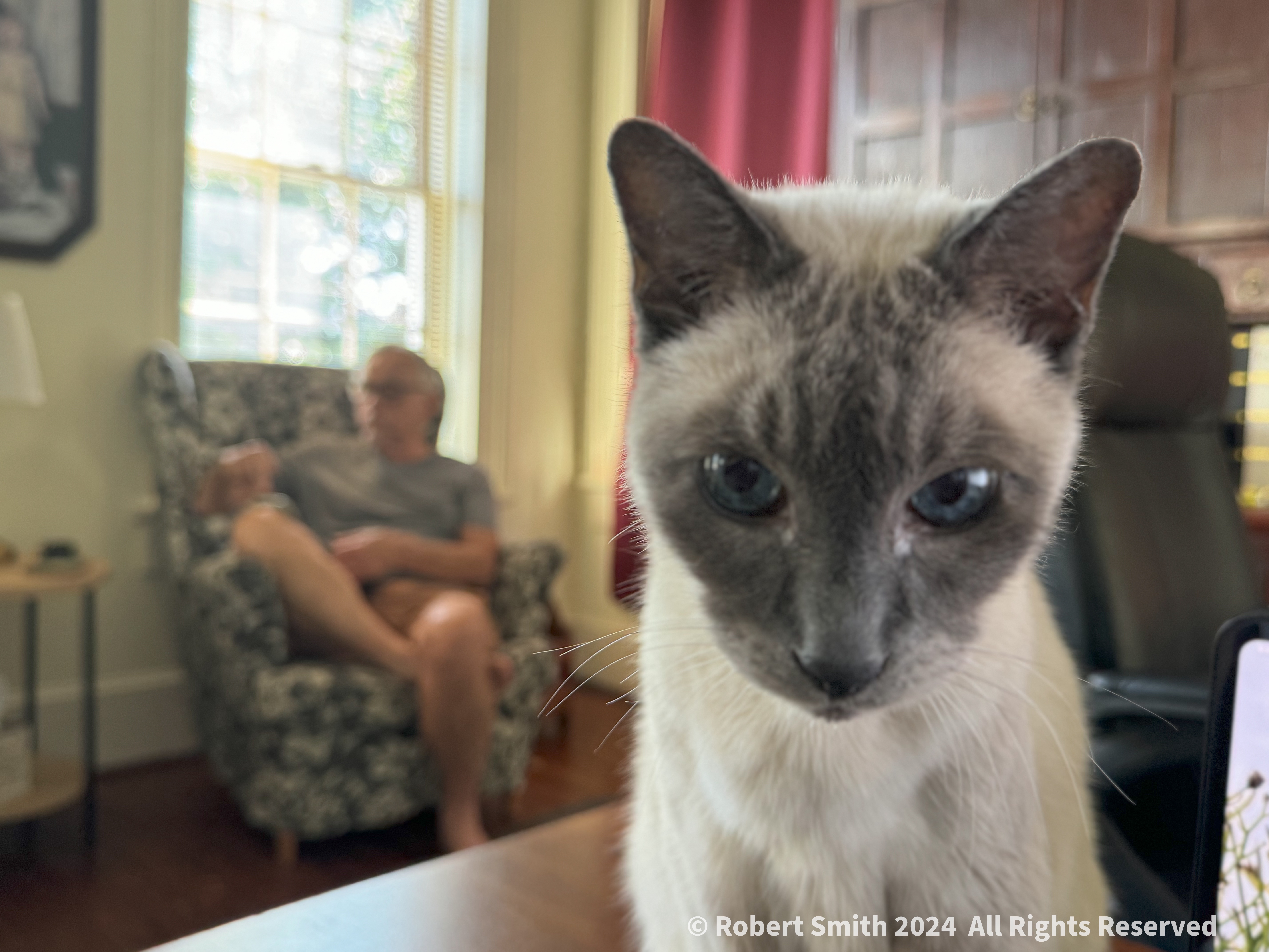 Desktop Kitty: Benny and Neal