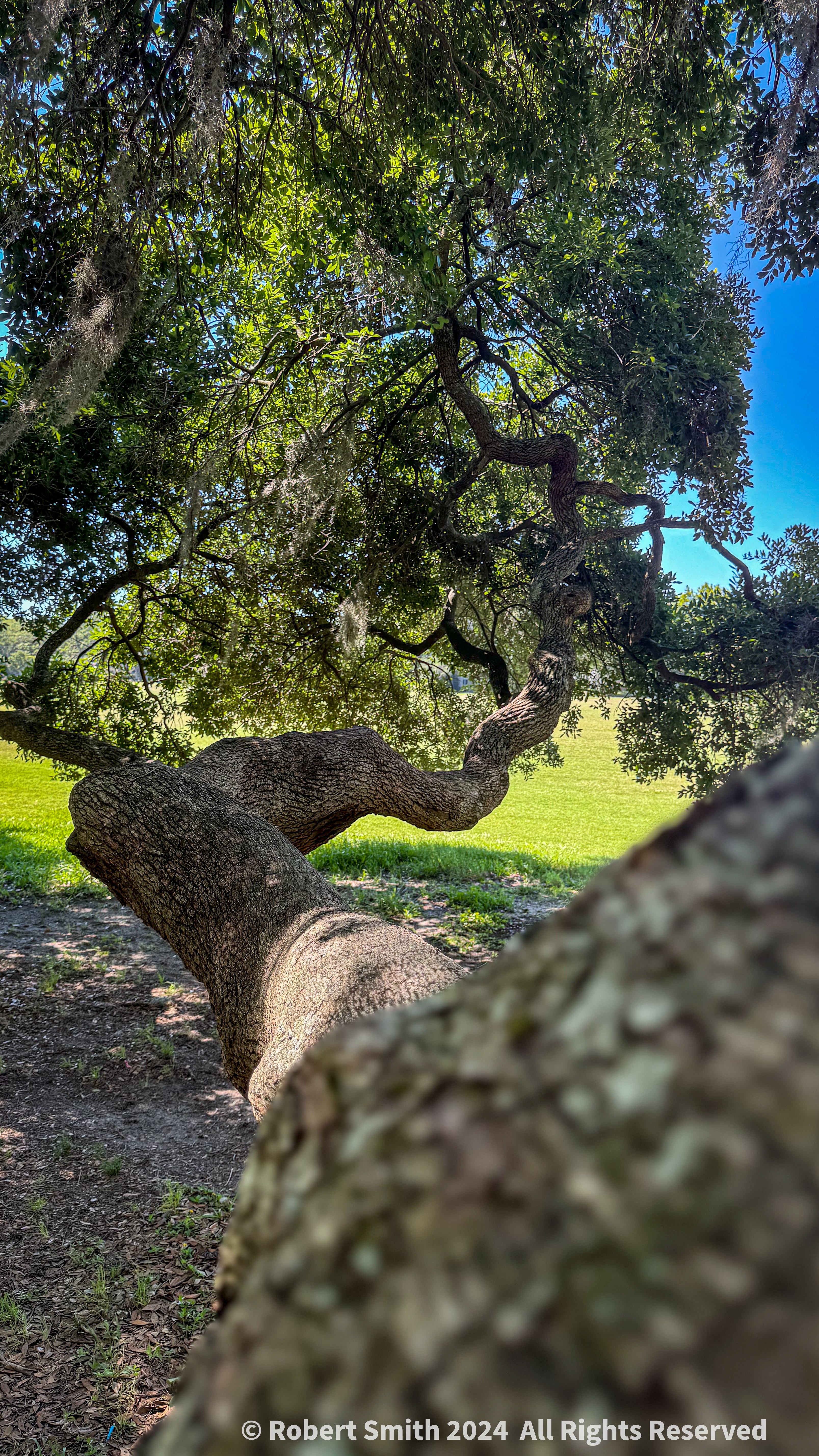 Mighty Old Oak: Don’t Climb Out on that Limb!