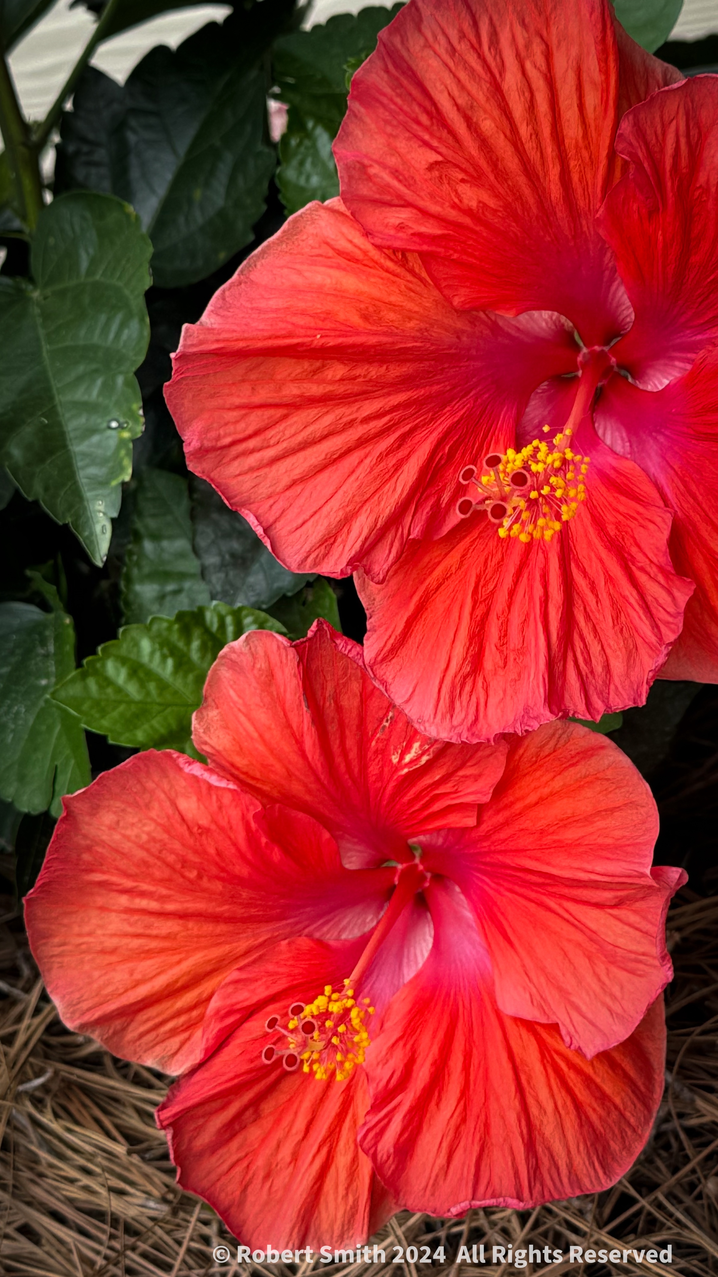 Your Flowers by Day 2024, Week 24: