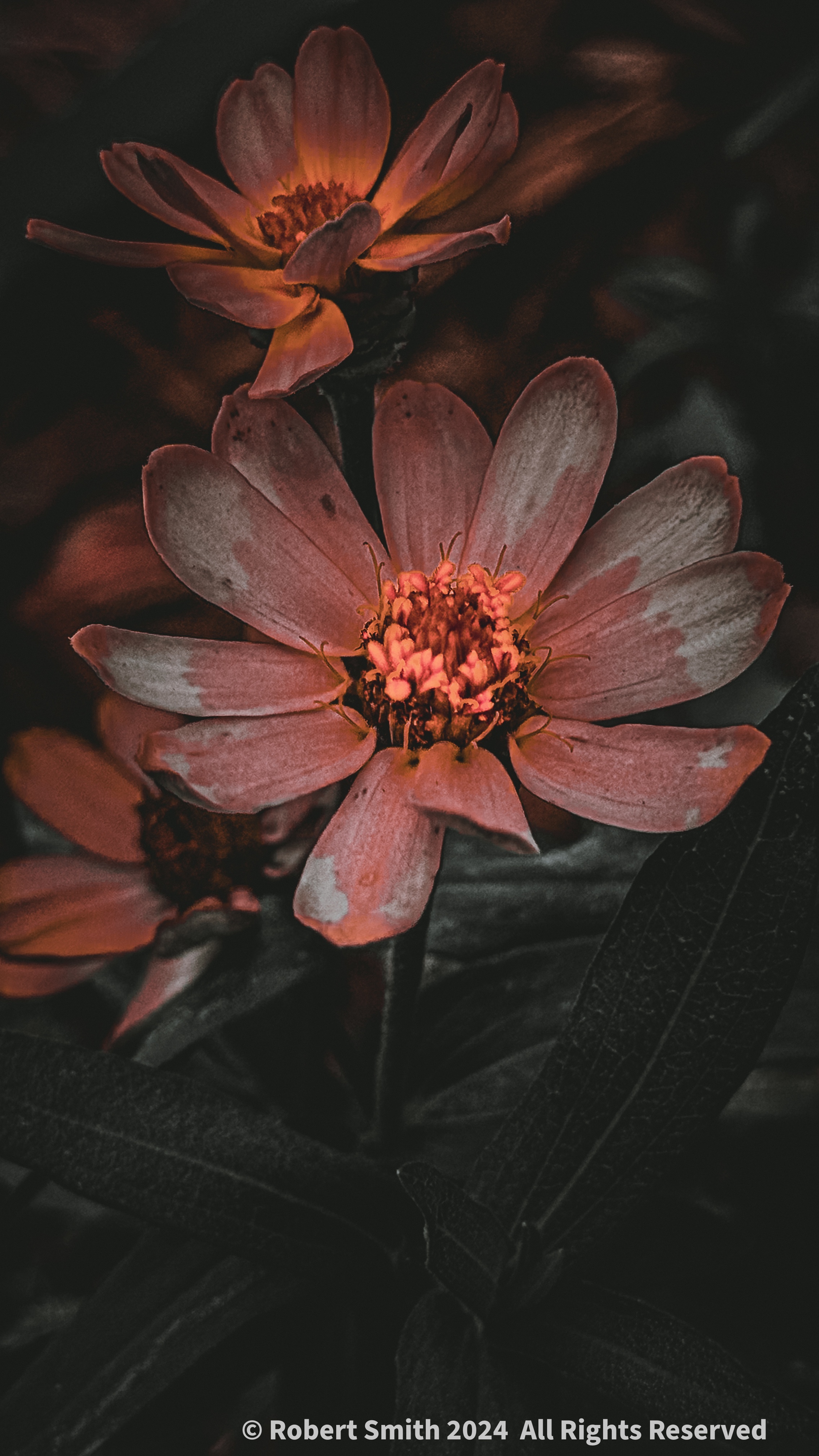 Your Flowers by Day 2024, Week 20: