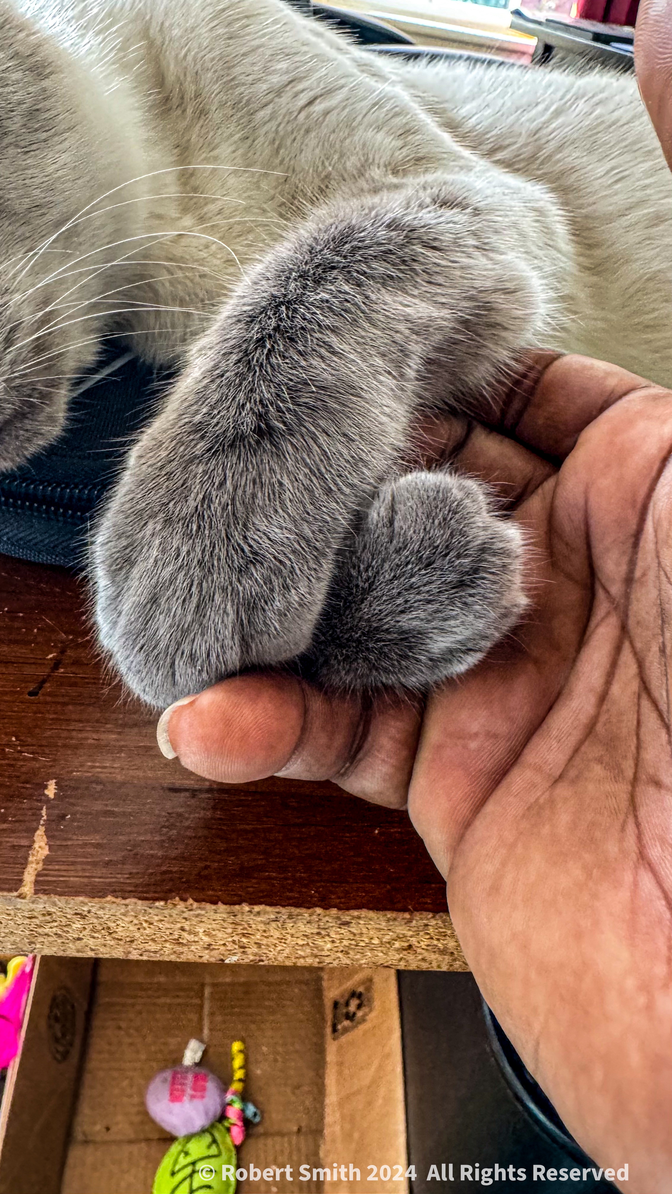 Desktop Kitty: I Want to Hold Your Hand