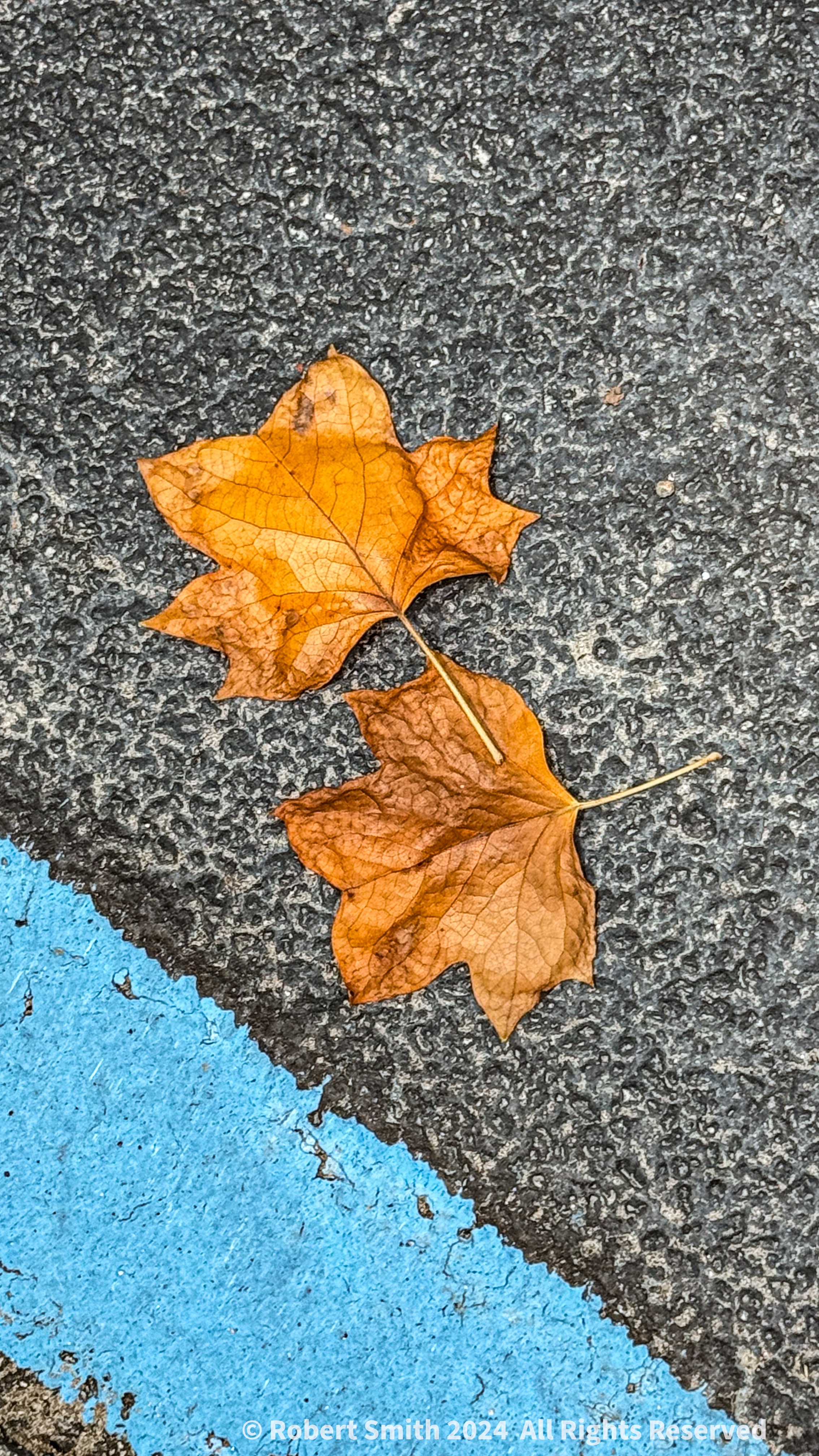 Leaving Summer: Leaves on the Street