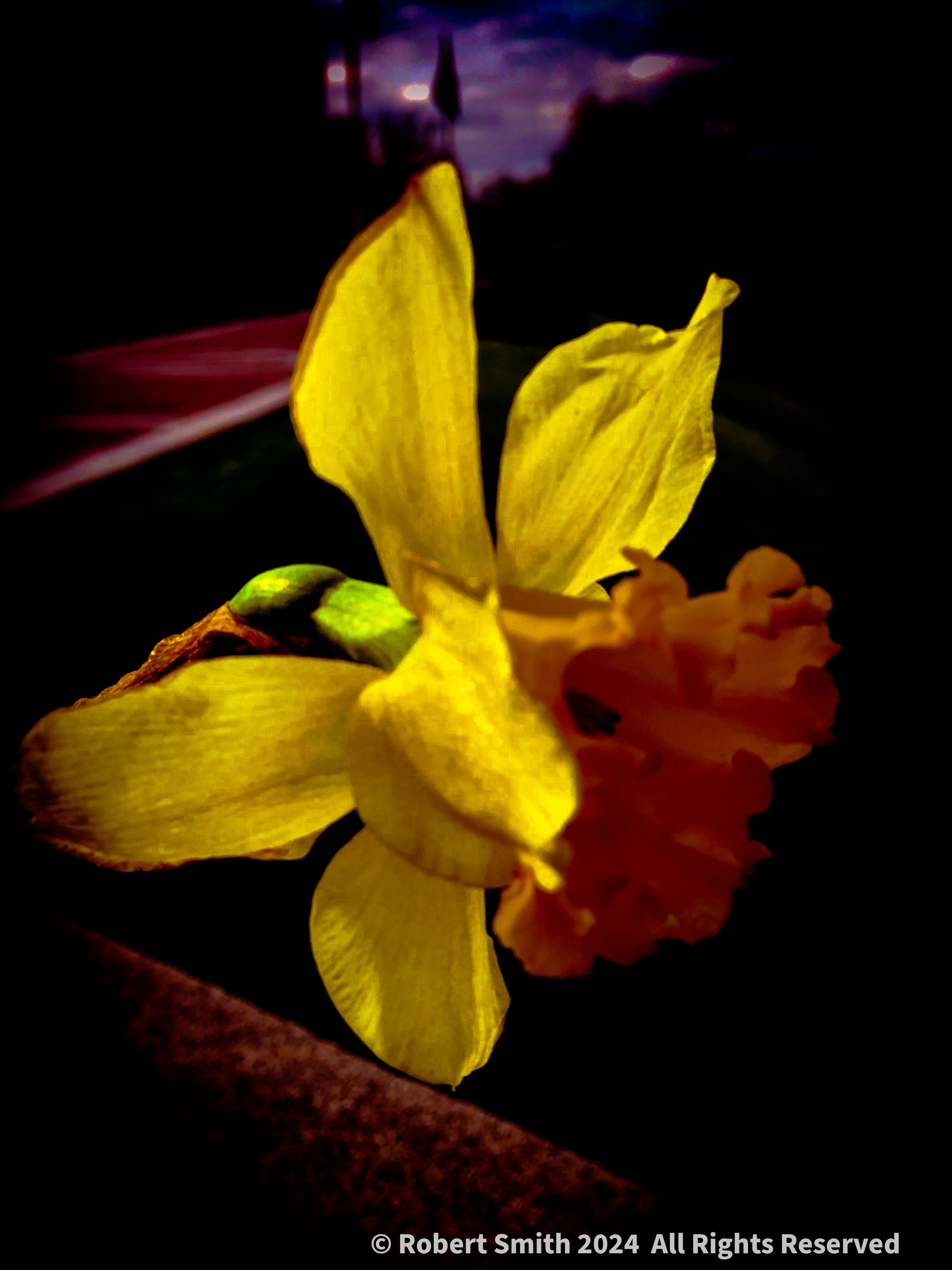 Your Flowers by Day 2024, Week 28: