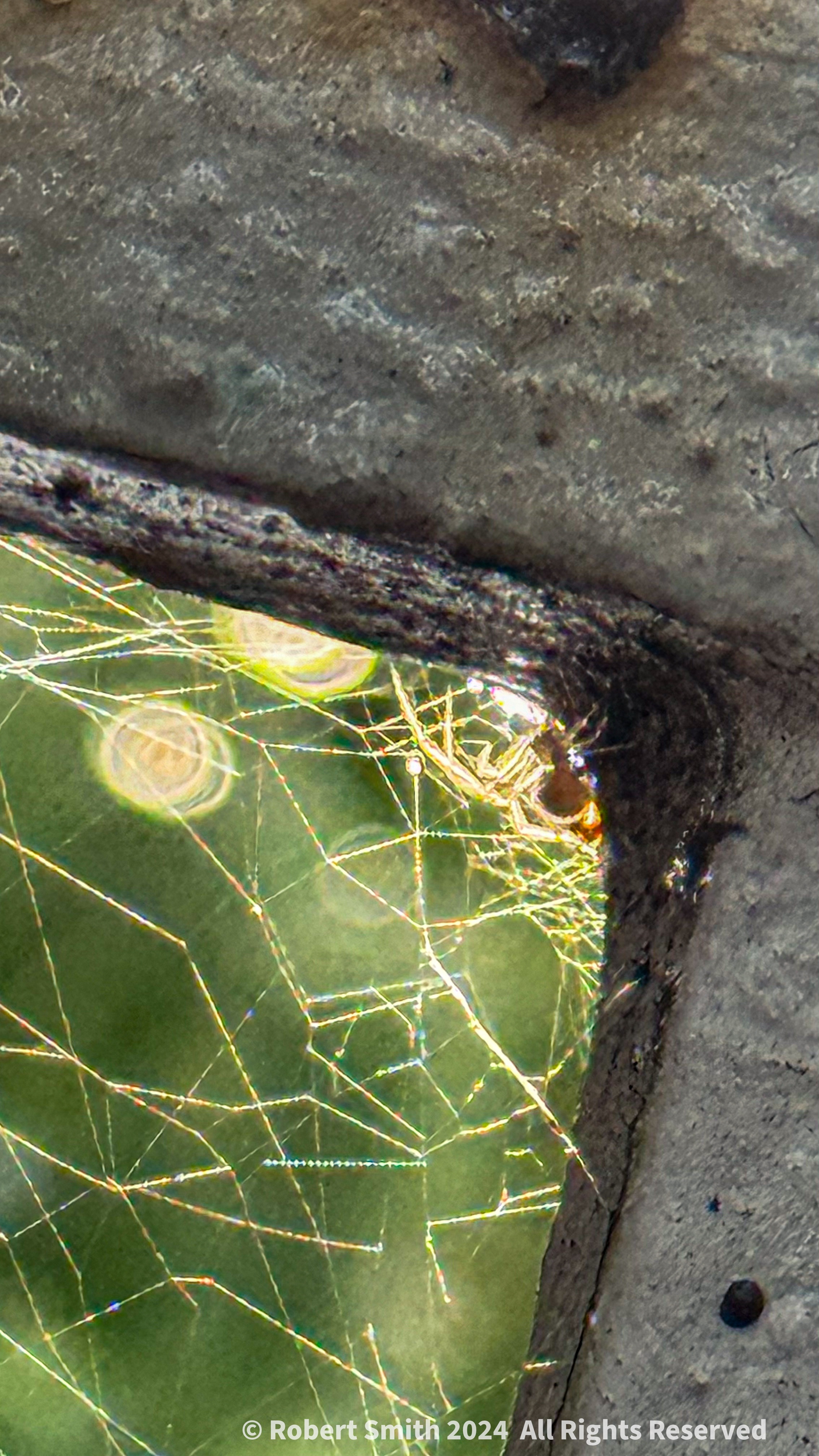 Silent Sunday: Sunset Web and Spider
