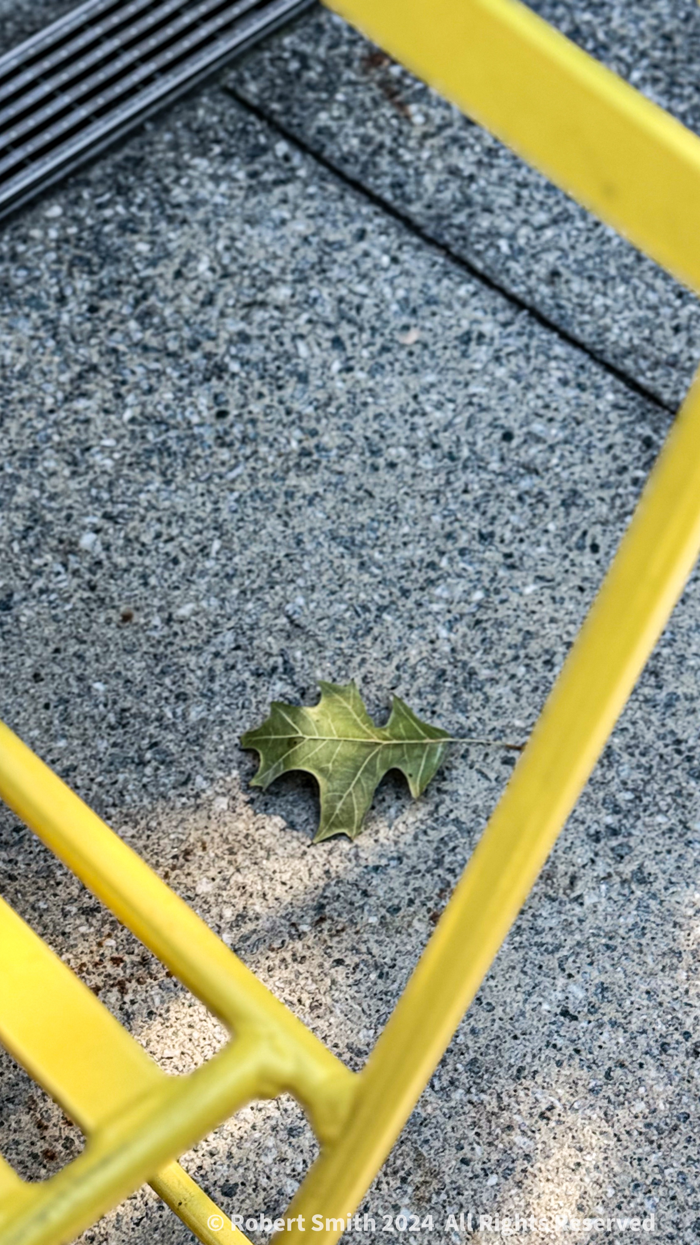 Leaving Summer: Leaf near your Seat