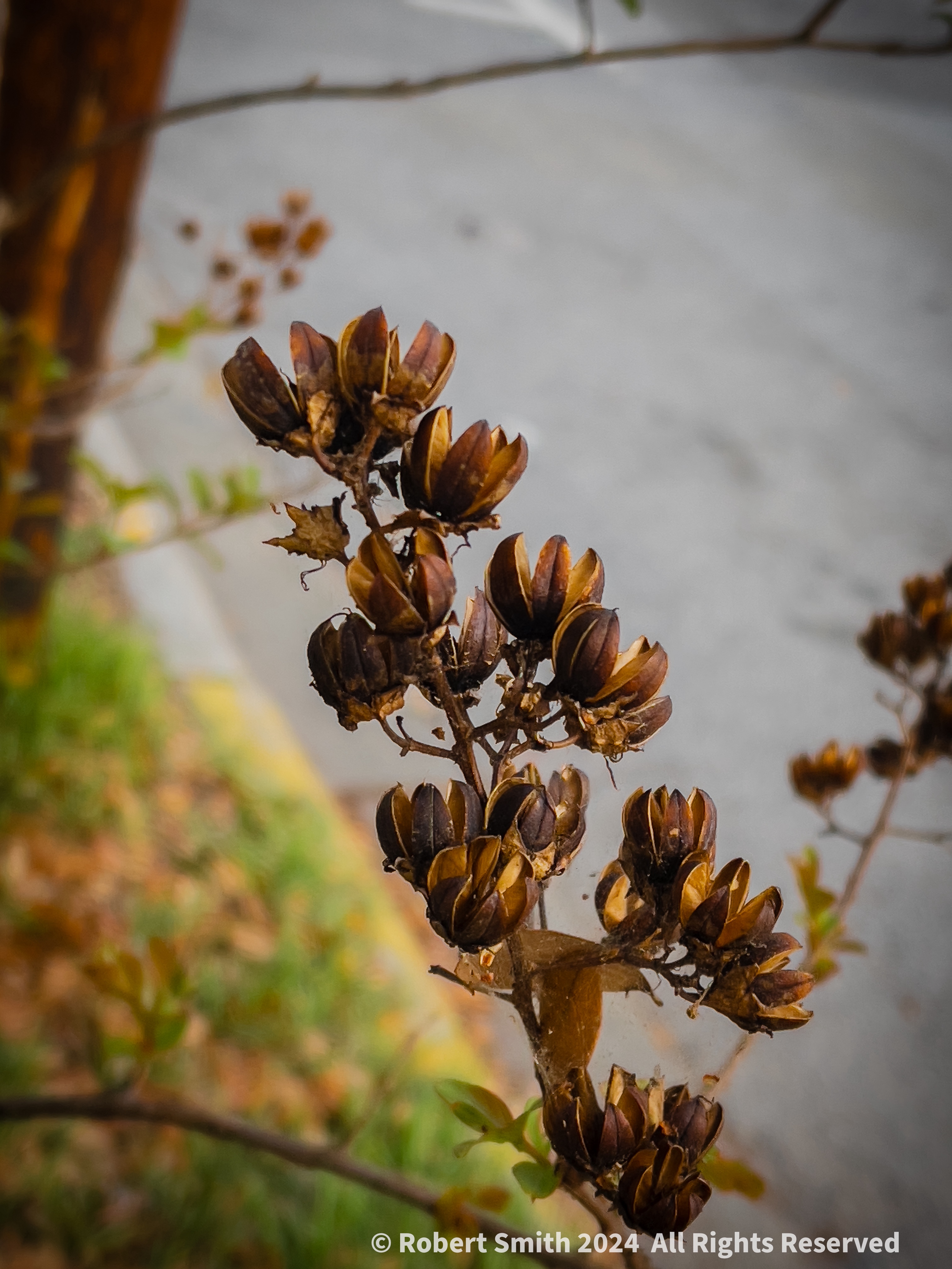 Wordless Wednesday: Crepe Myrtle