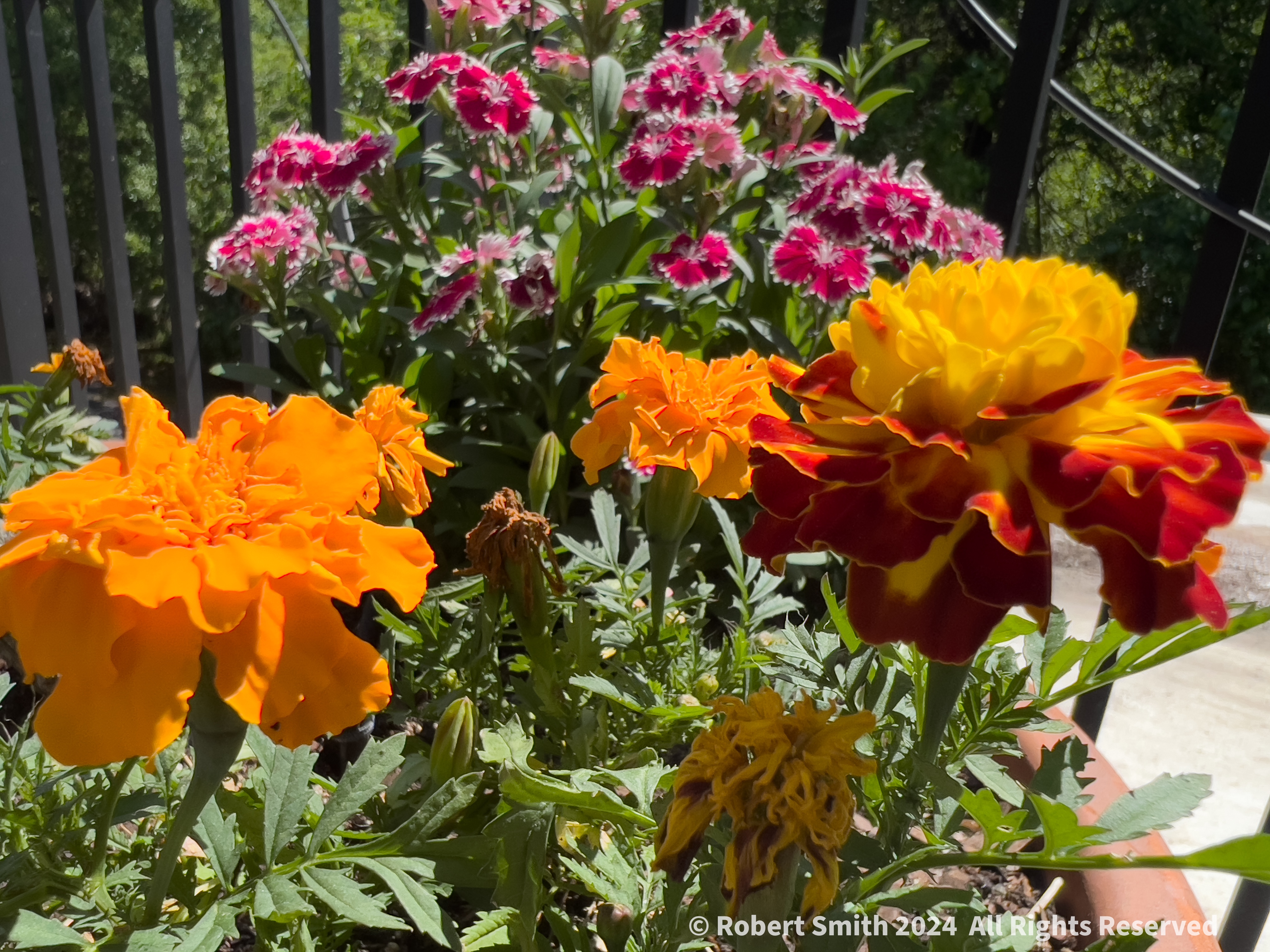 Your Flowers by Day 2024, Week 30: