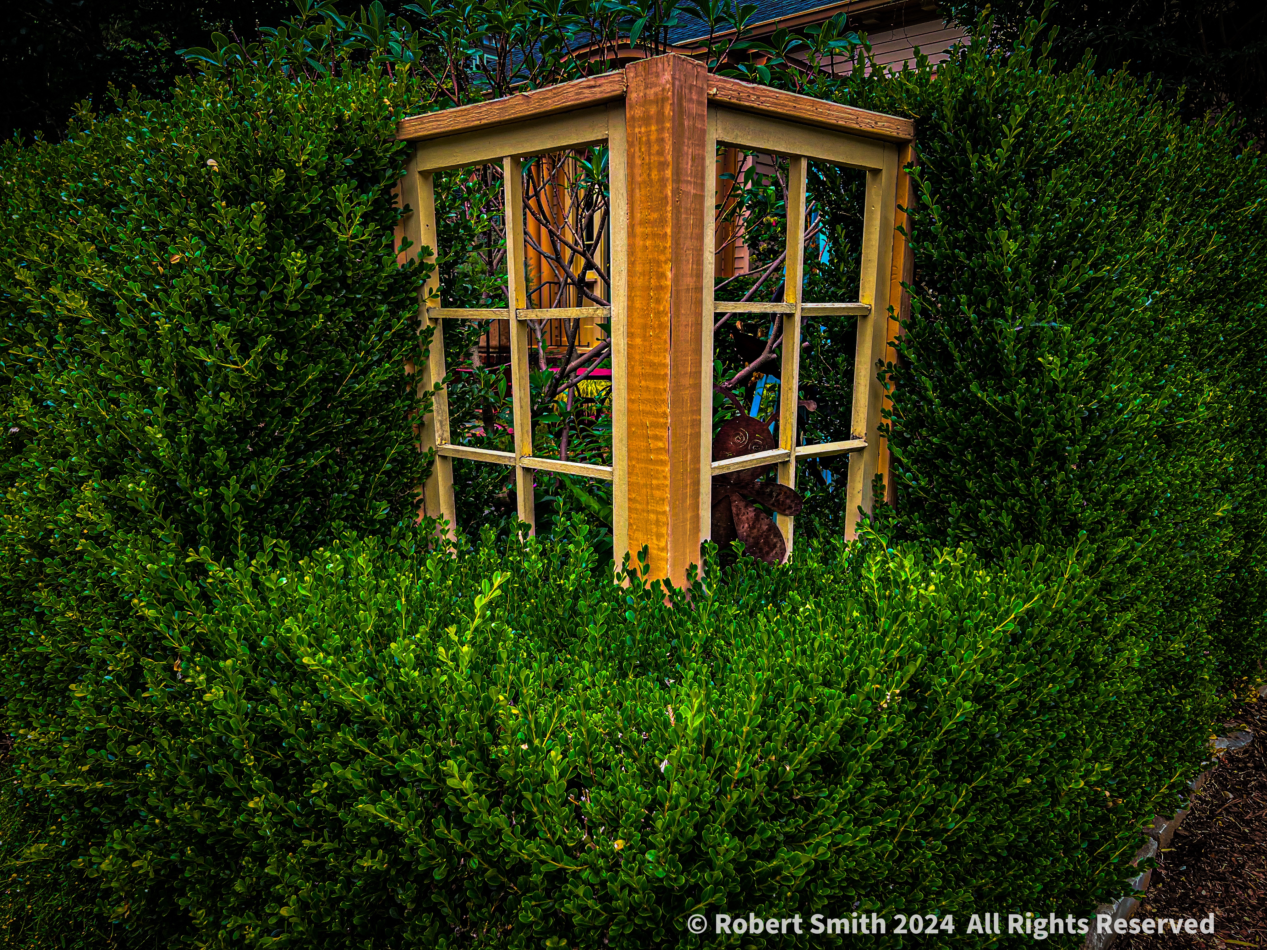 Silent Sunday: Bug Boxed in by Boxwood