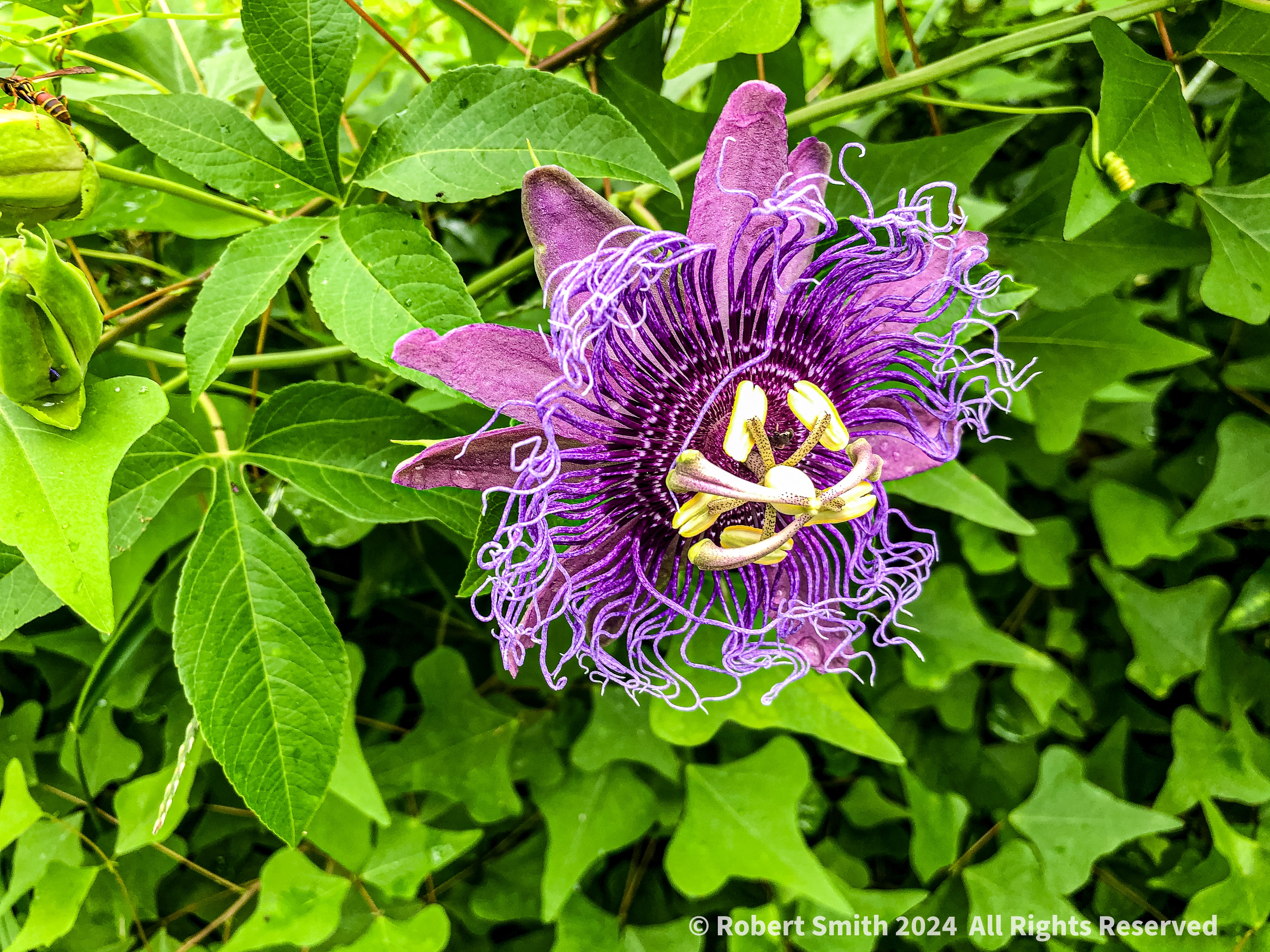 Your Flowers by Day 2024, Week 31: