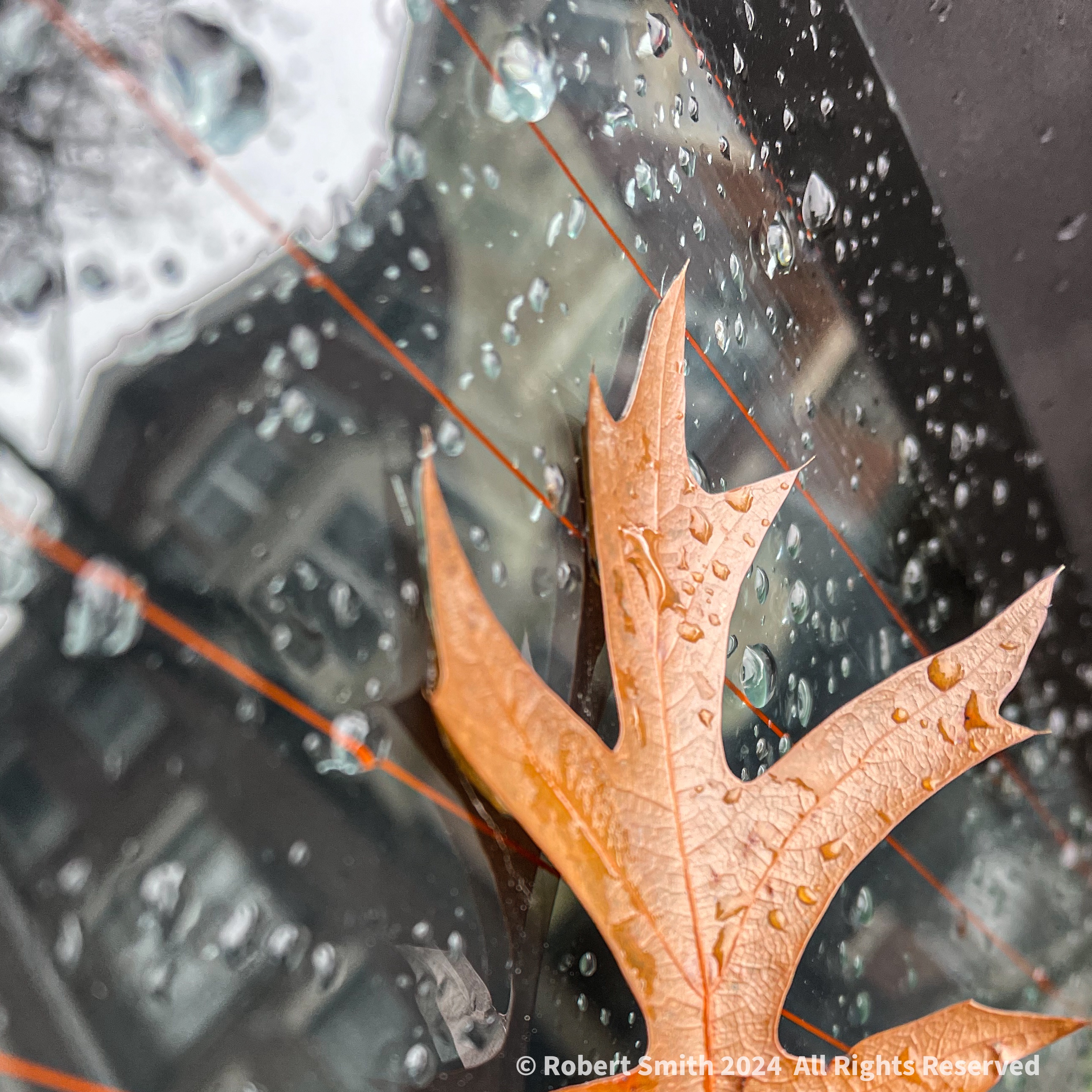 Silent Sunday: Leaf, Rain, Reflections